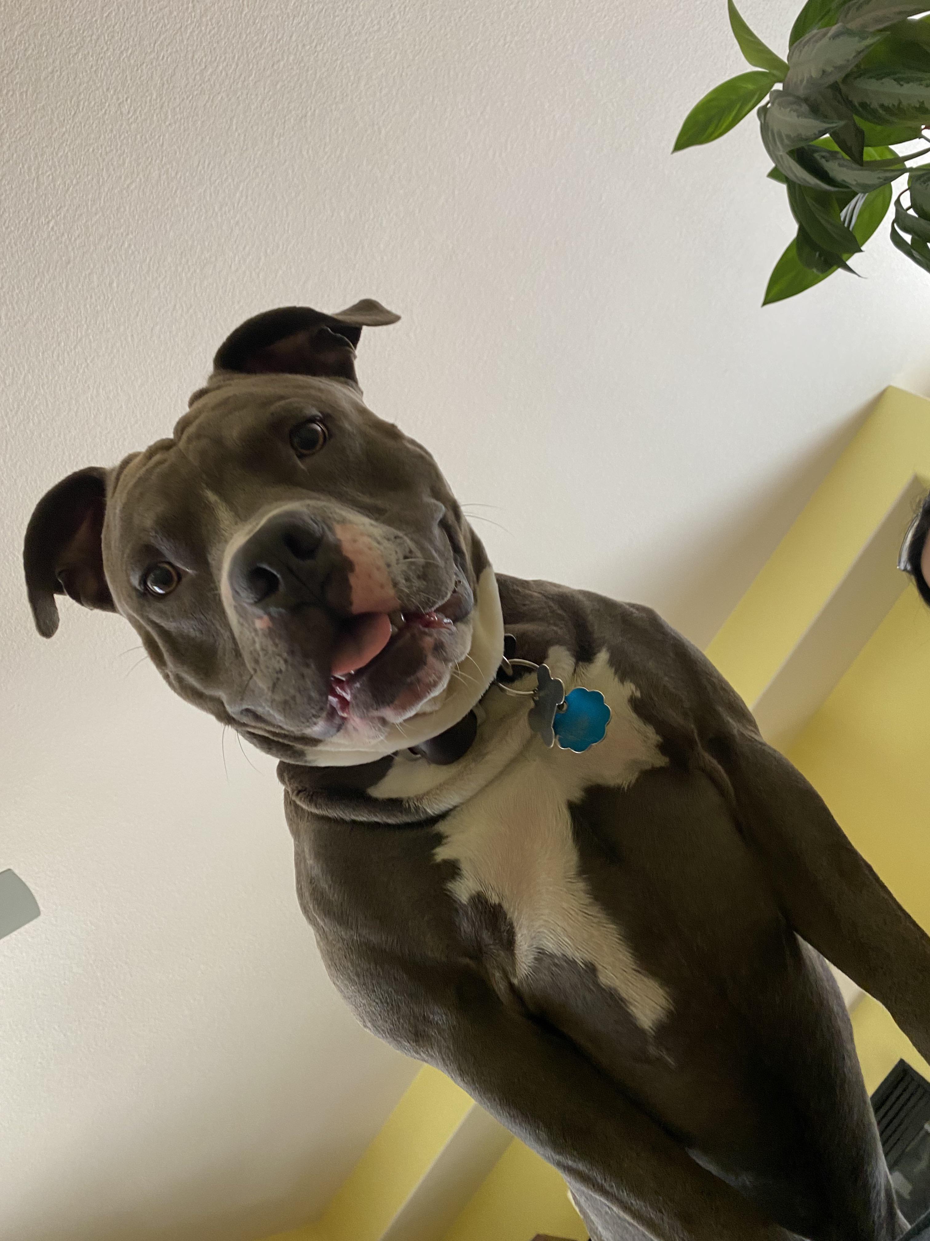 Why Are Staffies Aggressive To Other Dogs