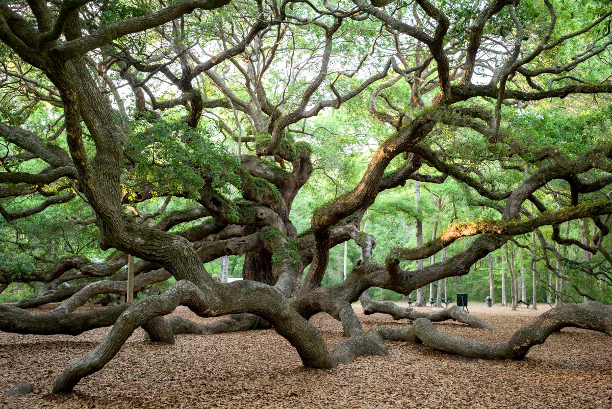 Angel Oak Tree, Johns Island, SC [1200x802] Nature/Landscape Pictures