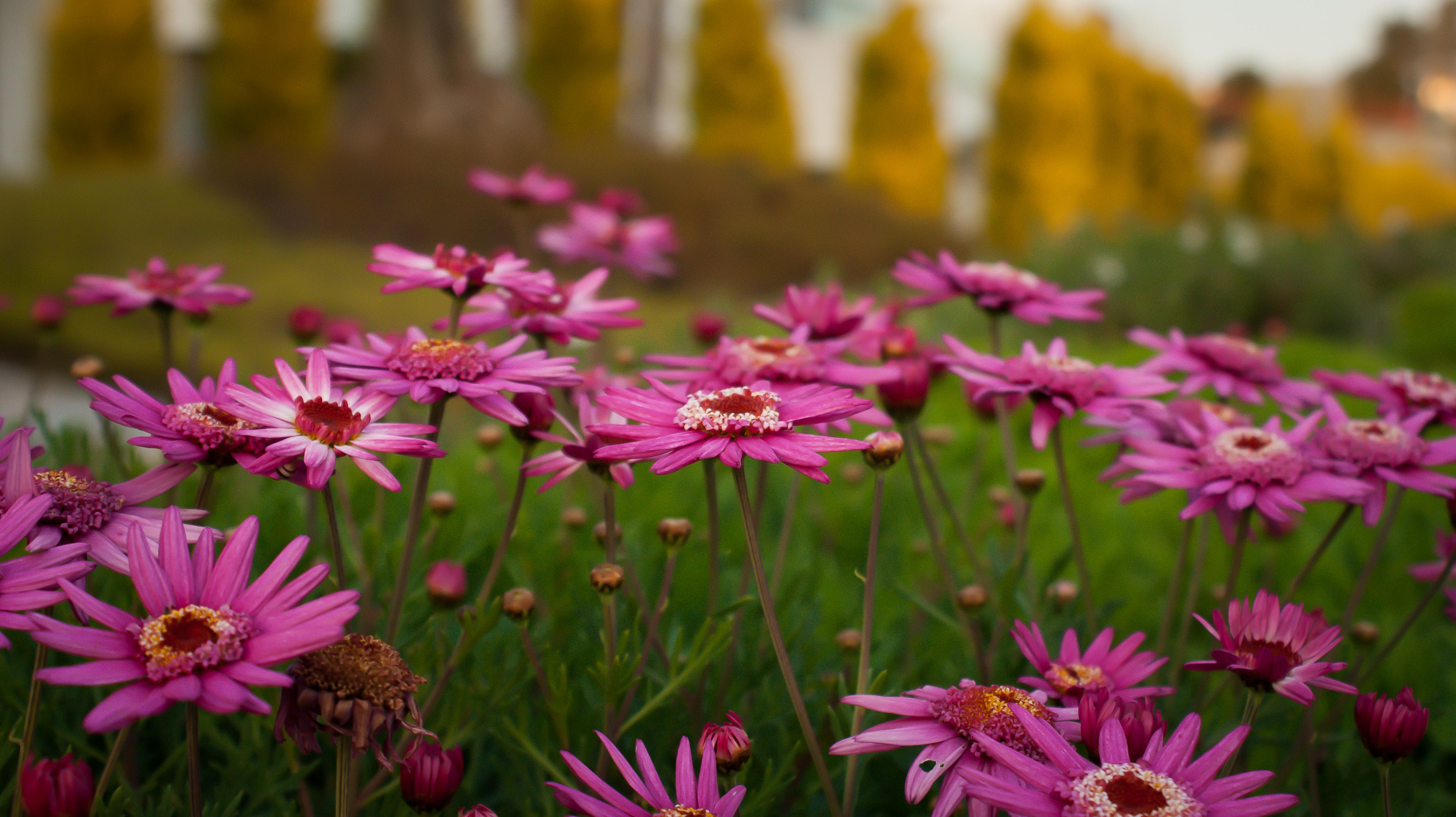Took a pic of these beautiful flowers in Spain r/flowers