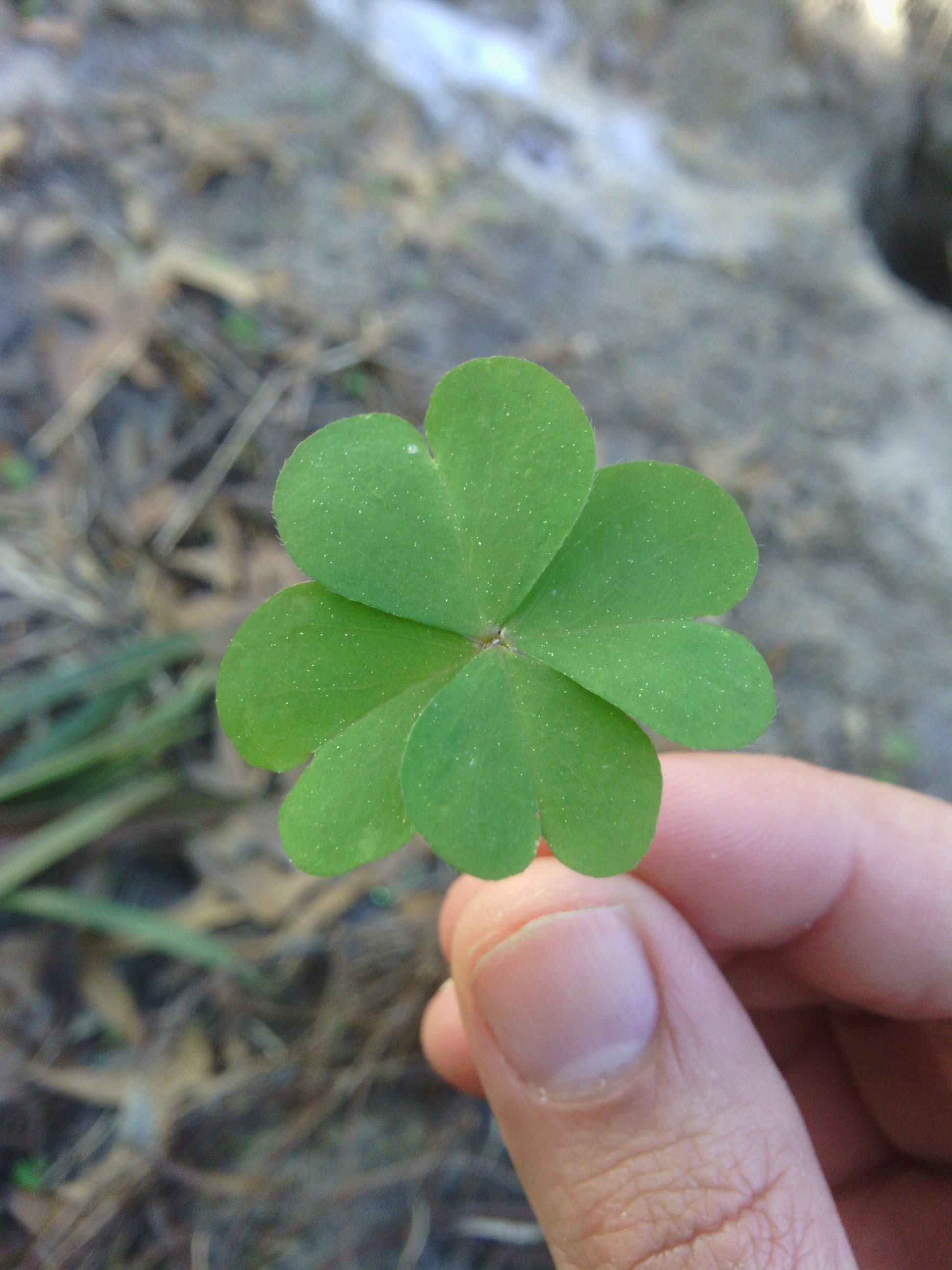 This baby woodsorrel that looks like a four leaf clover due to an