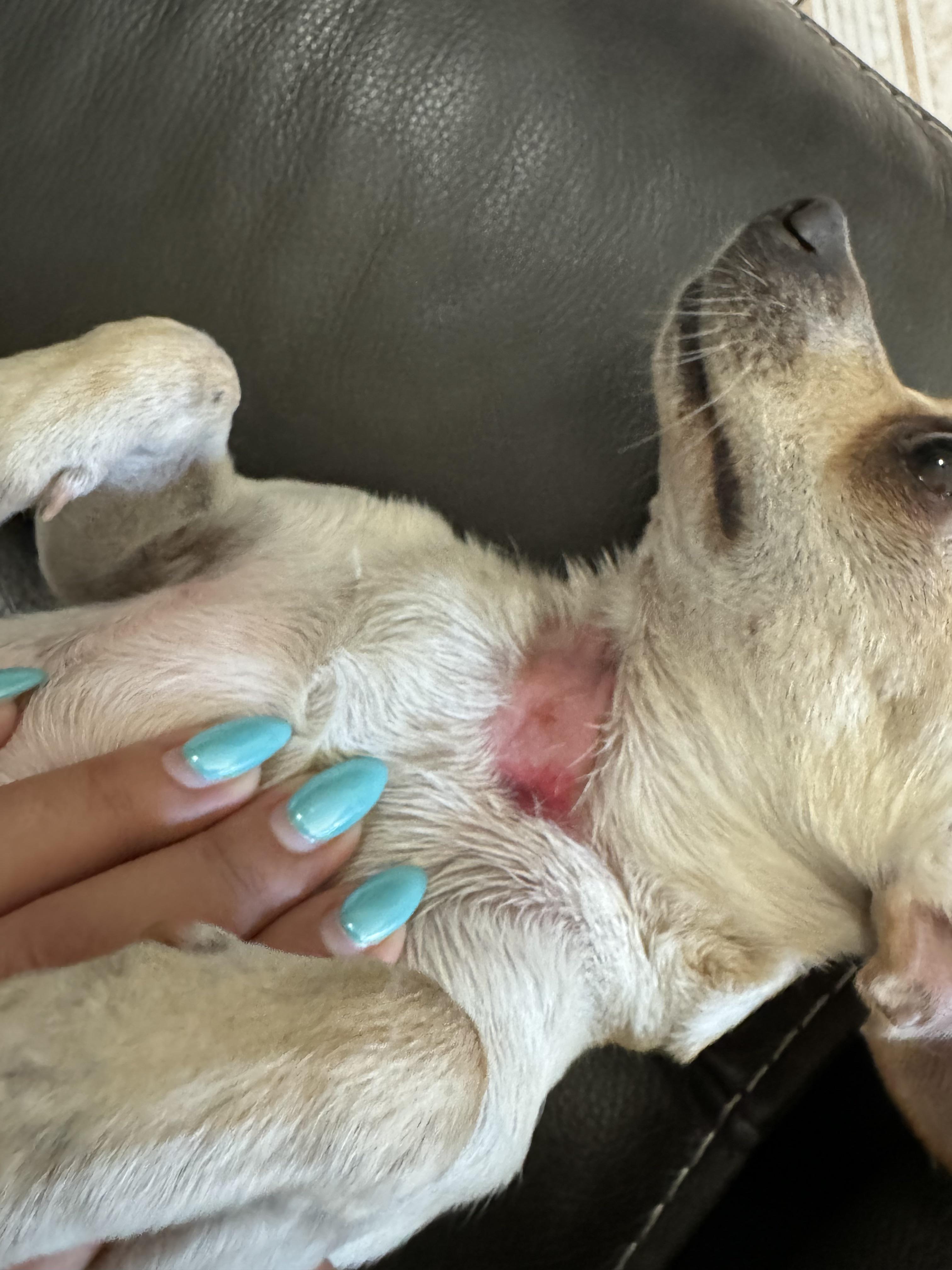 My dog is losing hair around her neck and it looks irritating. r