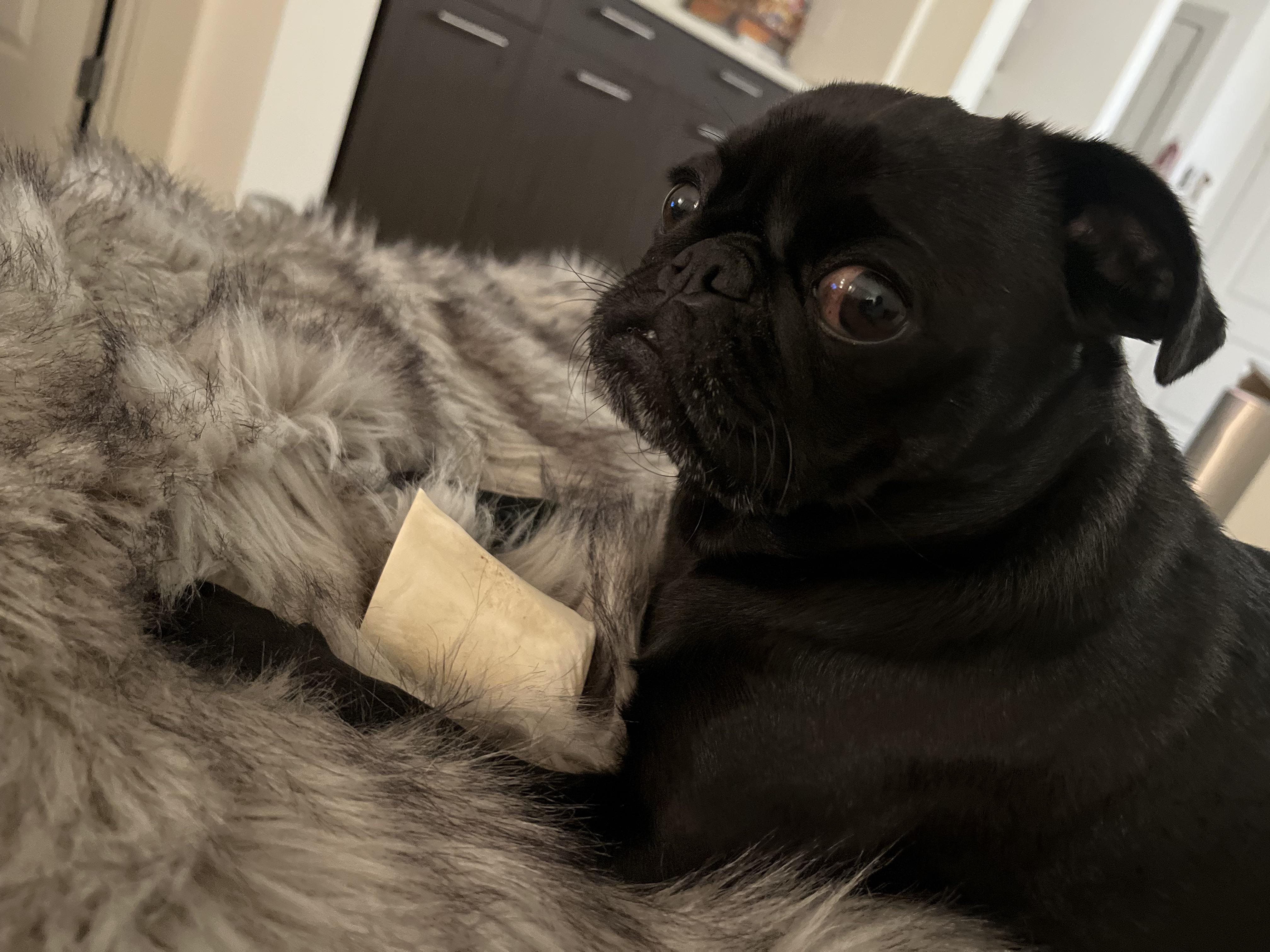 Has anyone experienced pug growth after 2 years old? Specifically in
