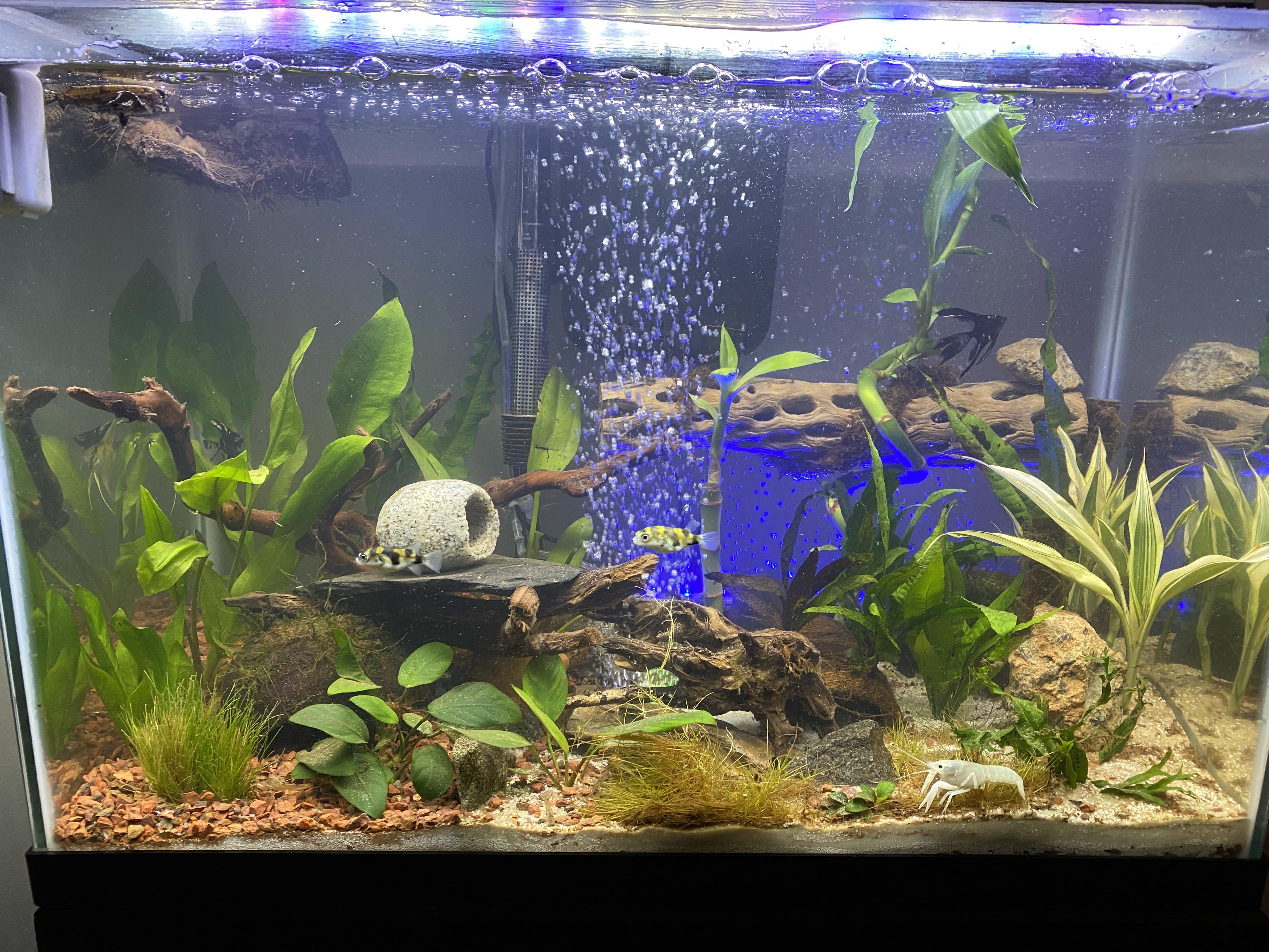 Planted tank with Amazon puffers, pea puffer, Angel fish, African butterfly, blue and white