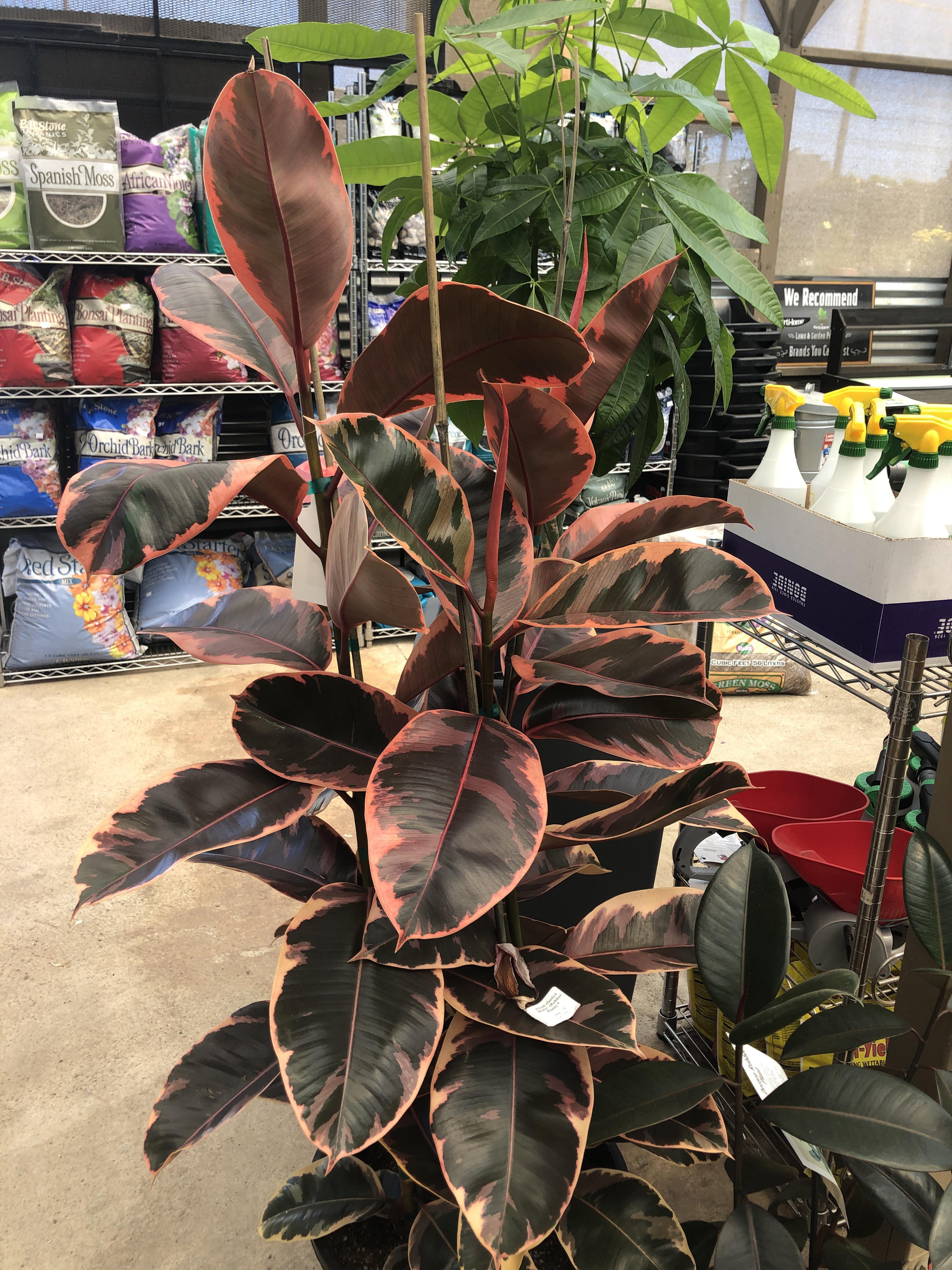 Saw this pink variegated rubber plant in the local nursery the other