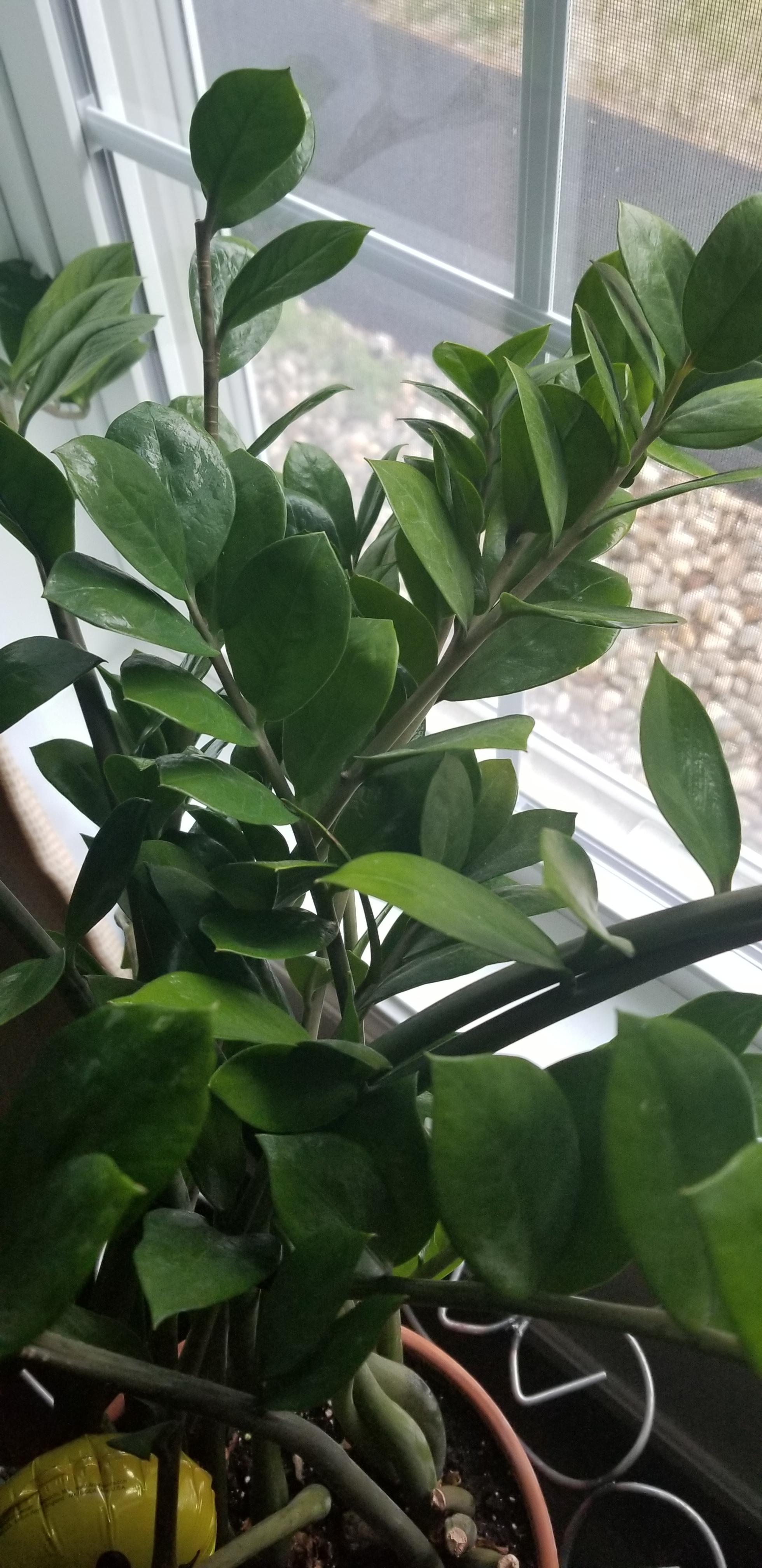 What kind of plant is this? The leaves feel like rubber or latex. r