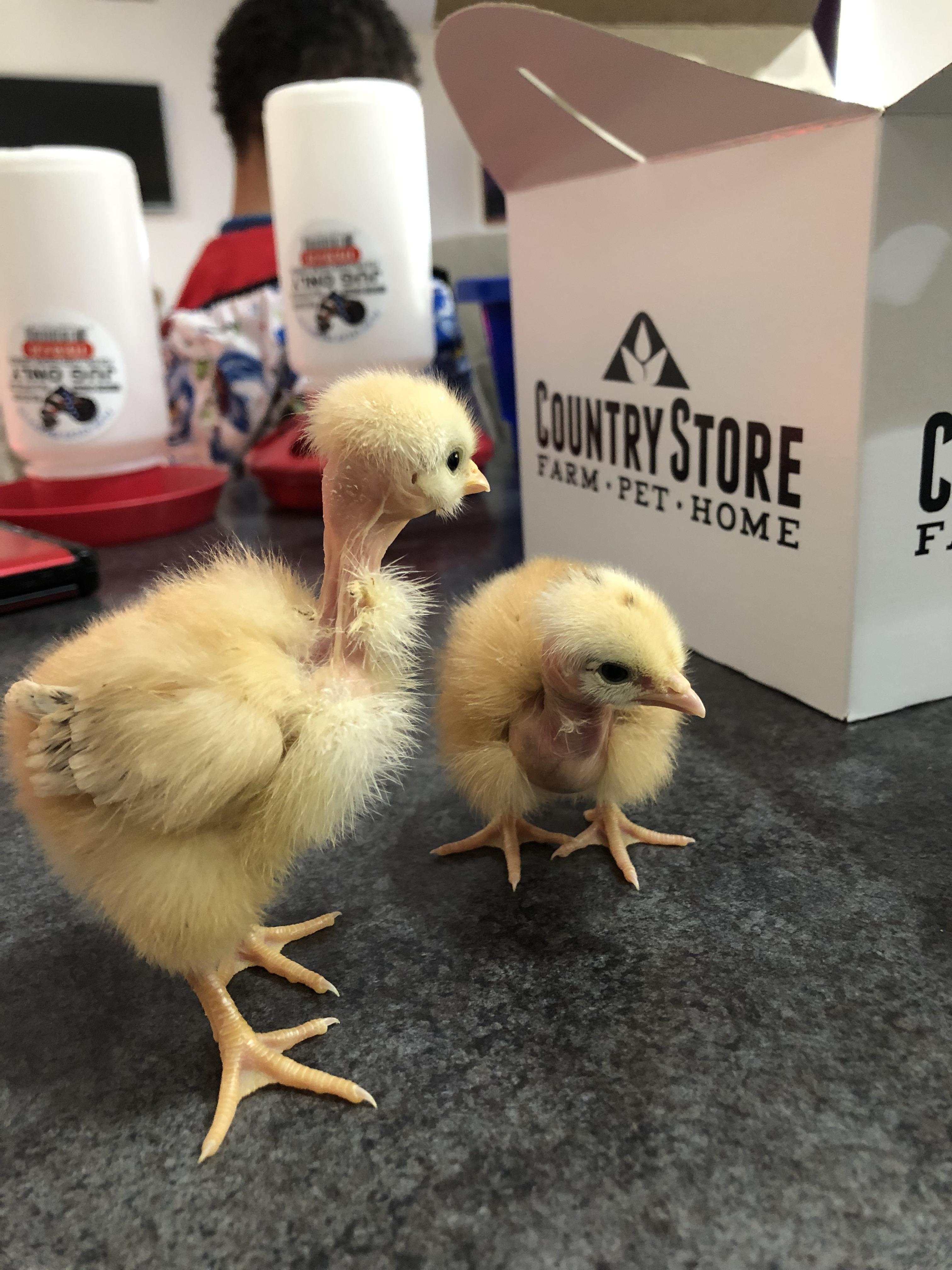 Turken chicks 🐥 r/BackYardChickens