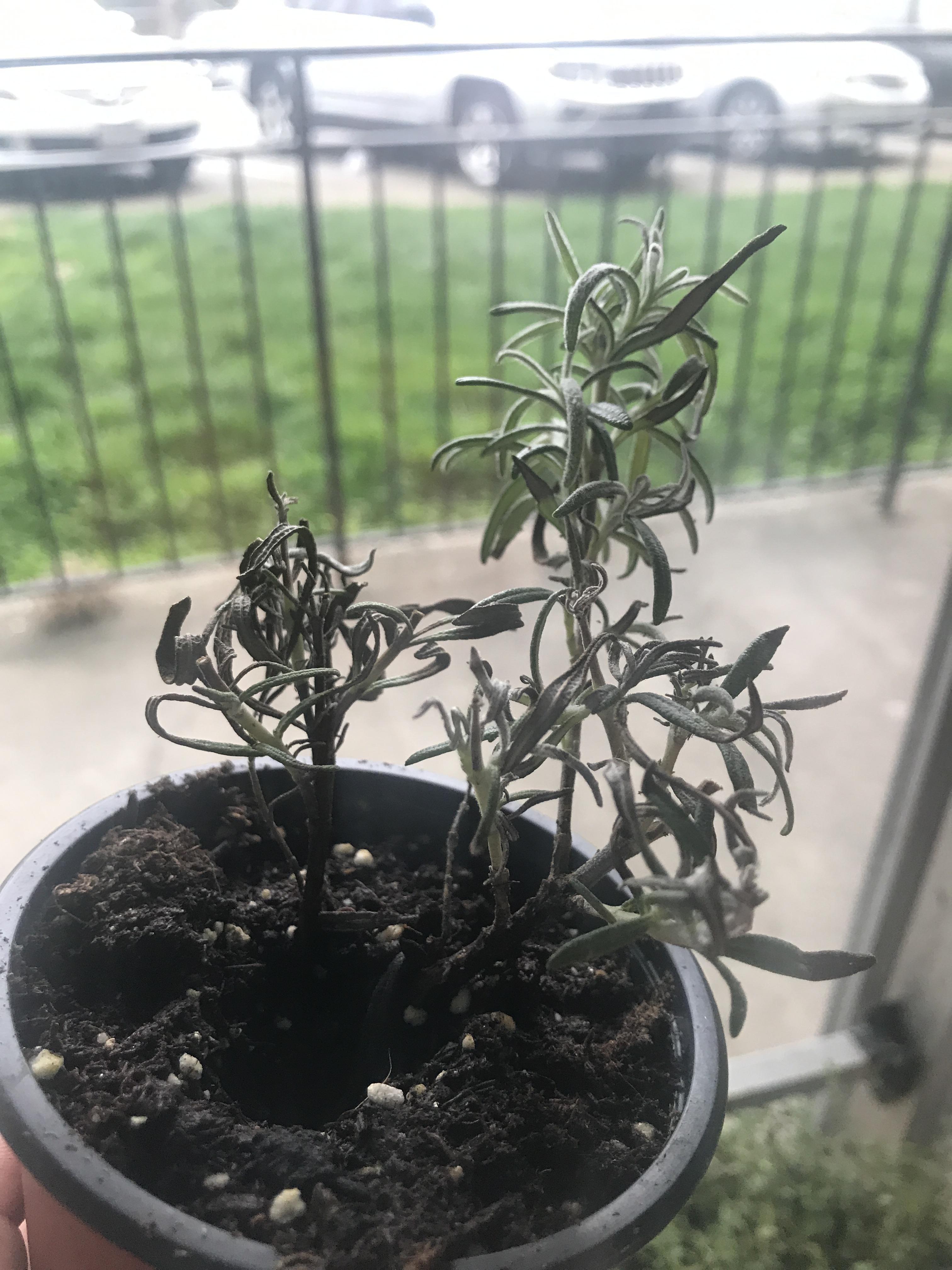 Can my rosemary plant be saved?? r/plantclinic