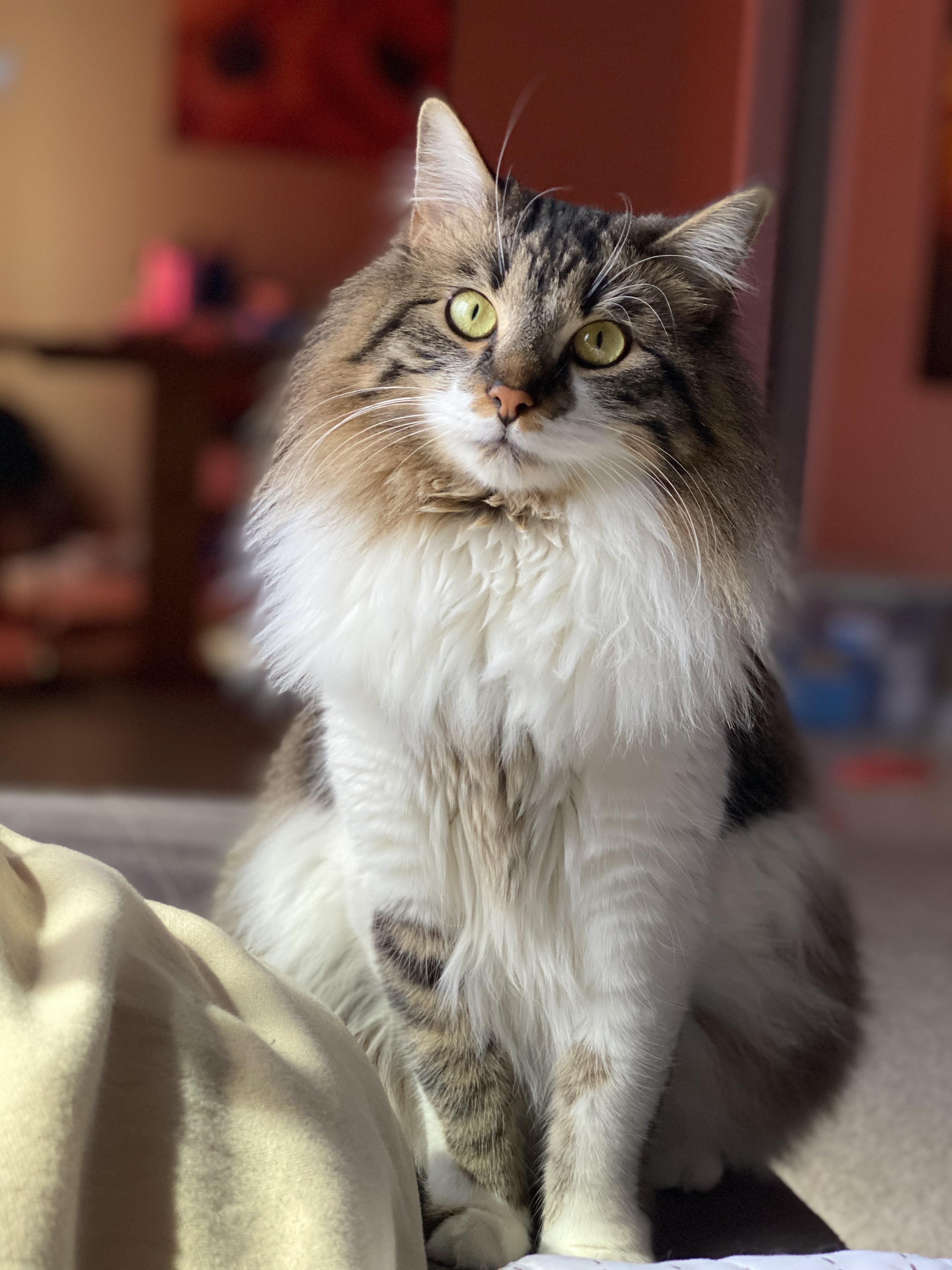 HELP!! LITTER EVERYWHERE!! I’ve tried low tracking litter & multiple