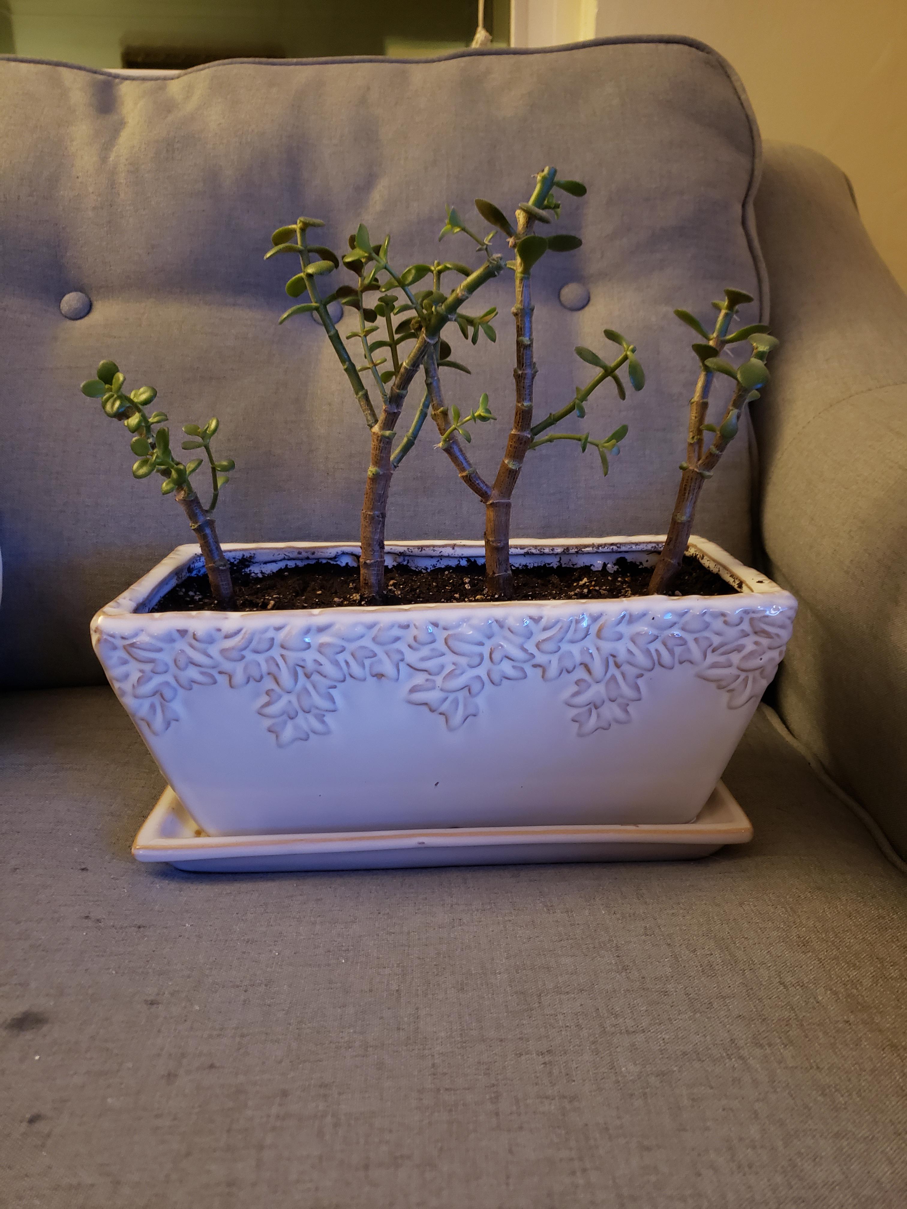 Trimmed and repotted my jade plants!!! They were absolutely wild and