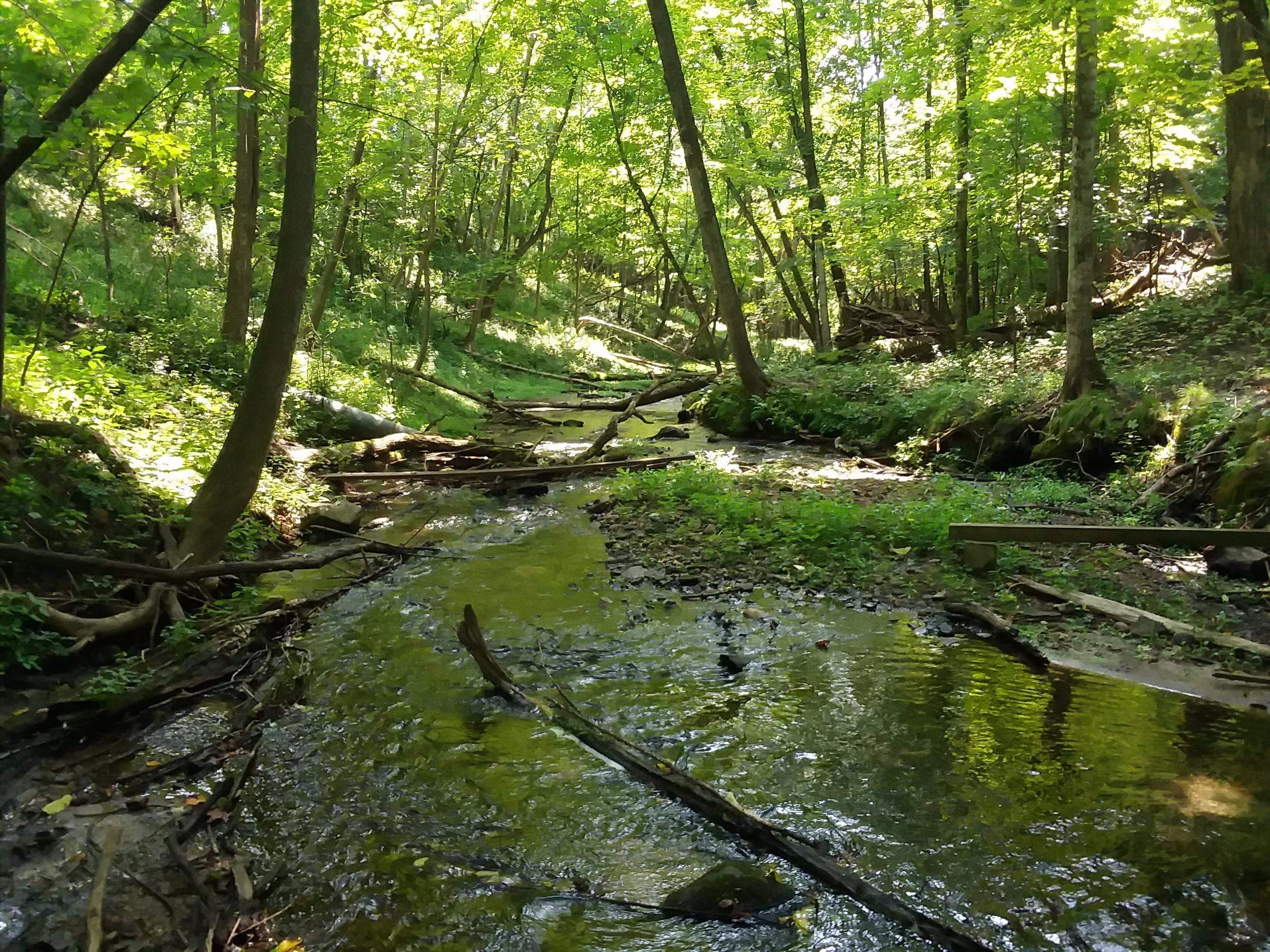 Exploring a creek in Marine on St.Croix r/minnesota