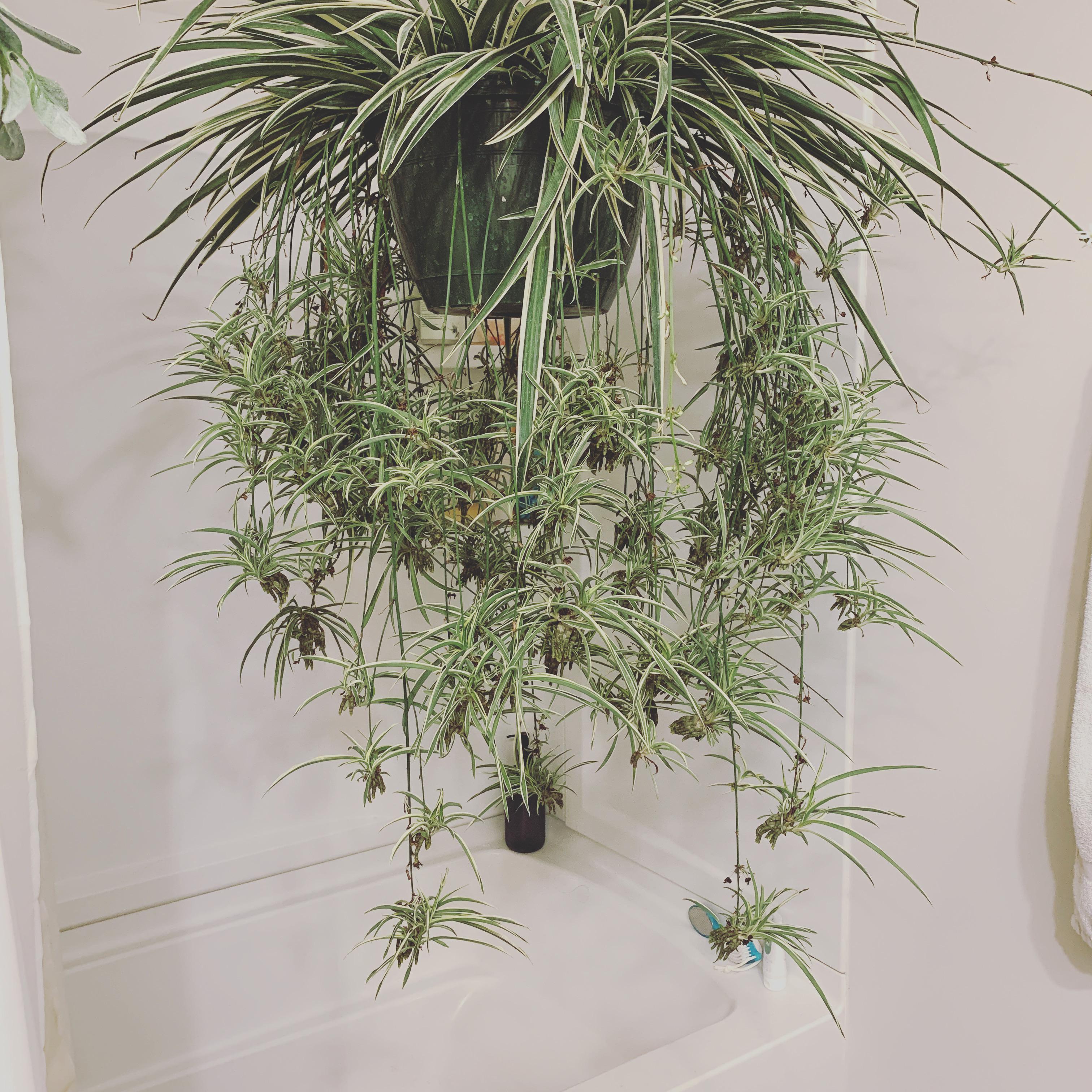 A mother spider (plant) carrying her many babies. r/houseplants