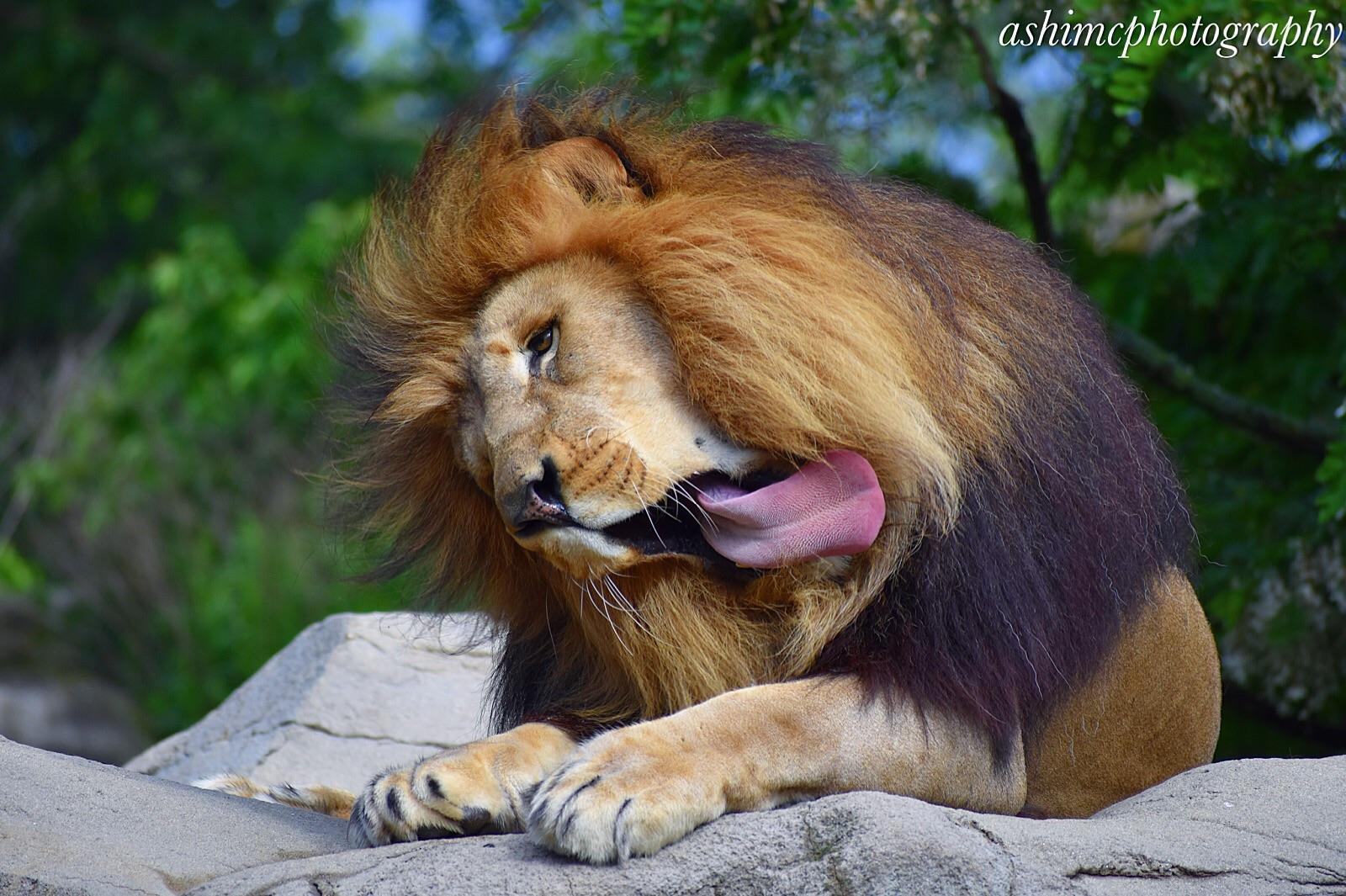 ITAP of an African Lion cleaning it's self after a short rain shower at