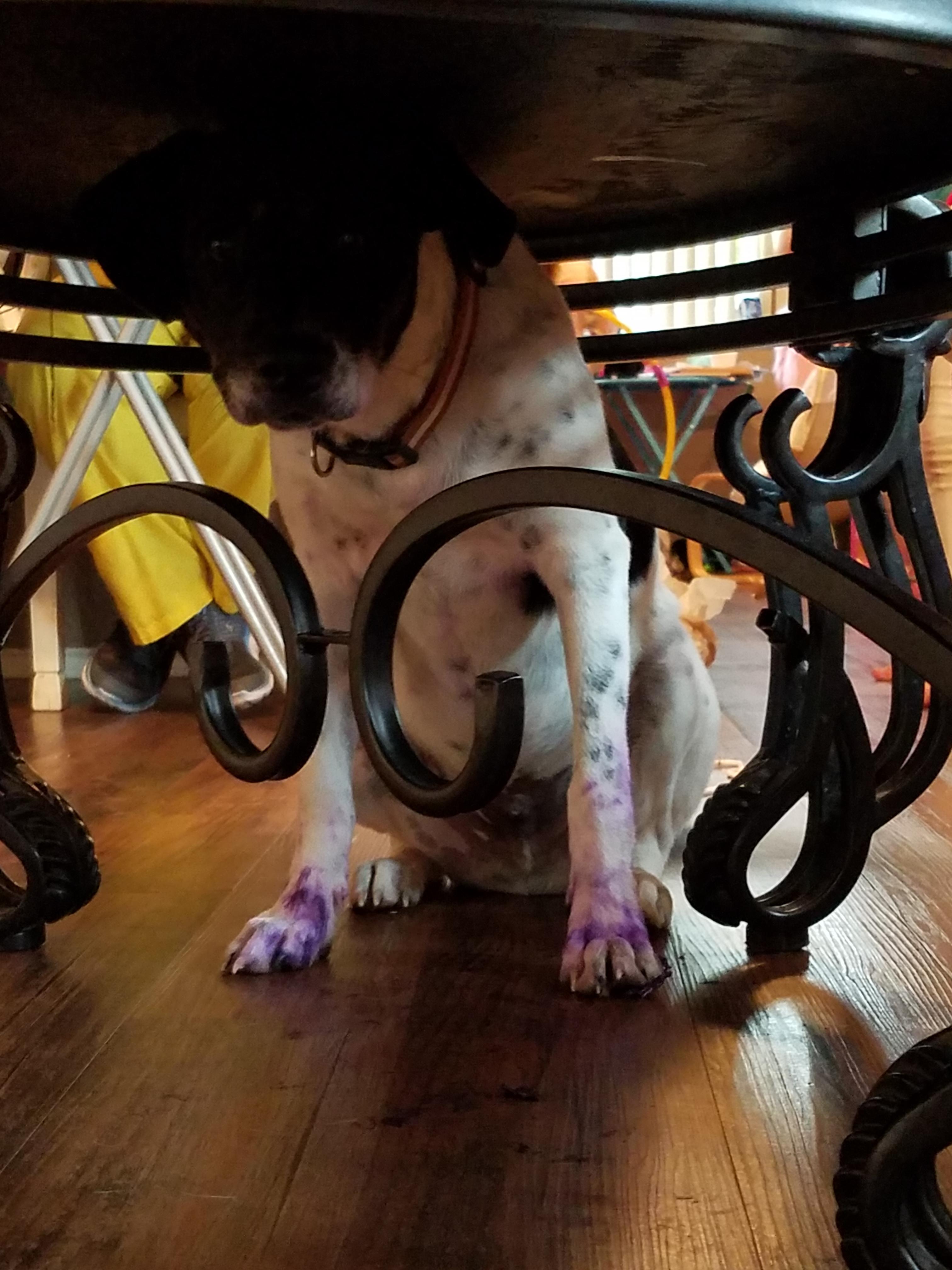 Puppy "painted" (ate a tube of paint)and is afraid he is in trouble