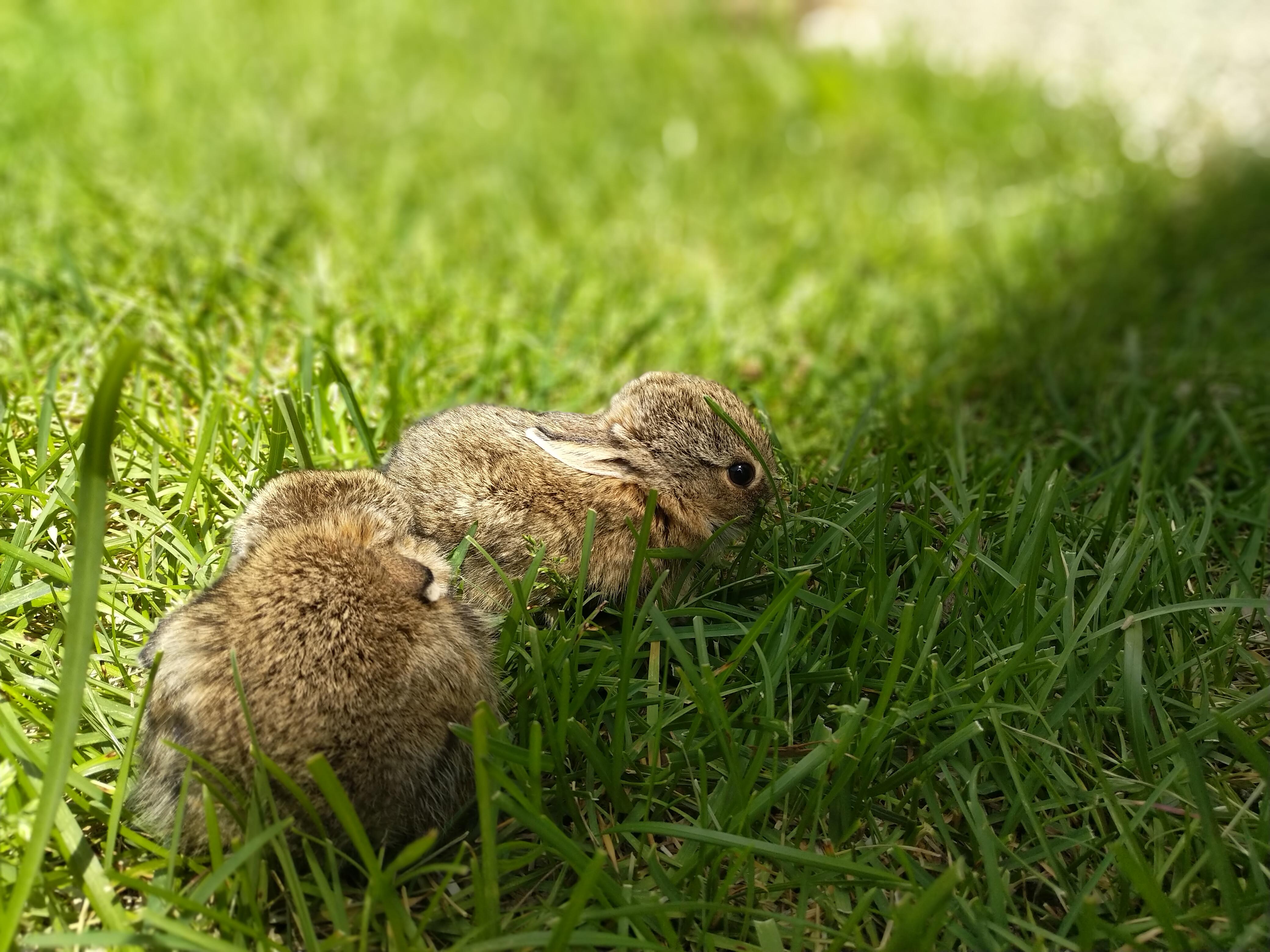 Little bun on the edge of darkness r/Rabbits