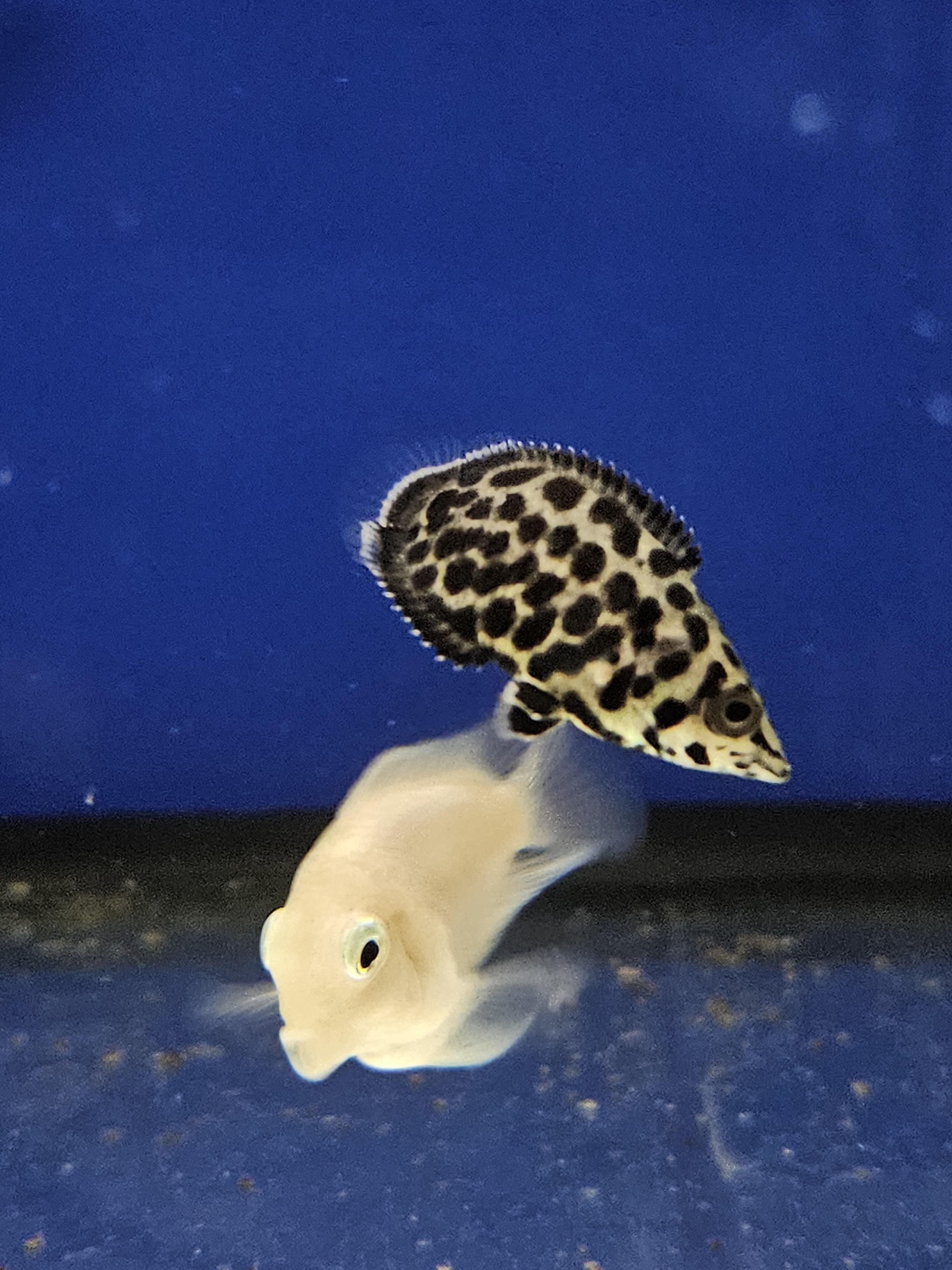 Size Of African Spotted Leaf