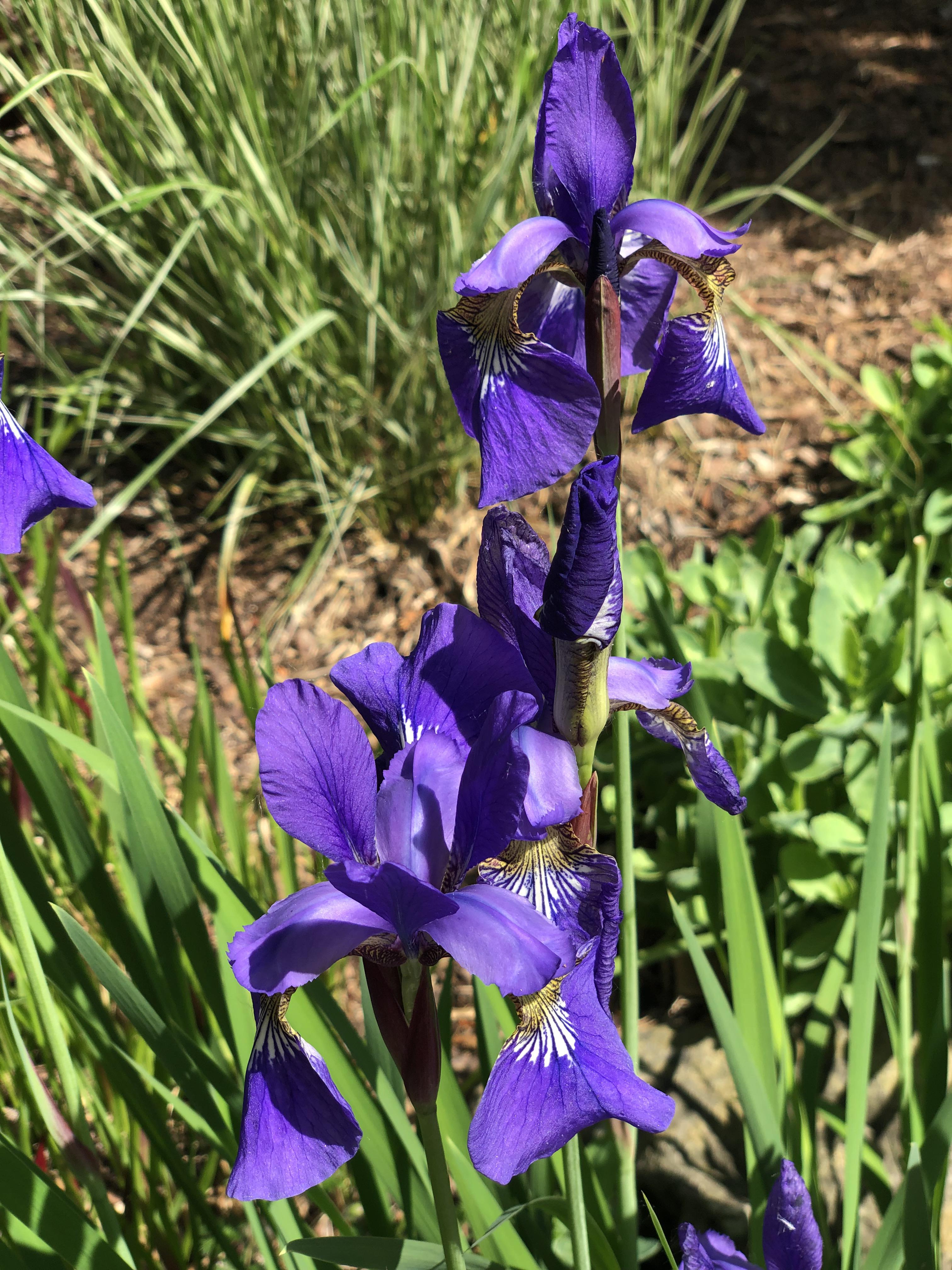 Irises finally blooming in Southwestern Ontario r/gardening