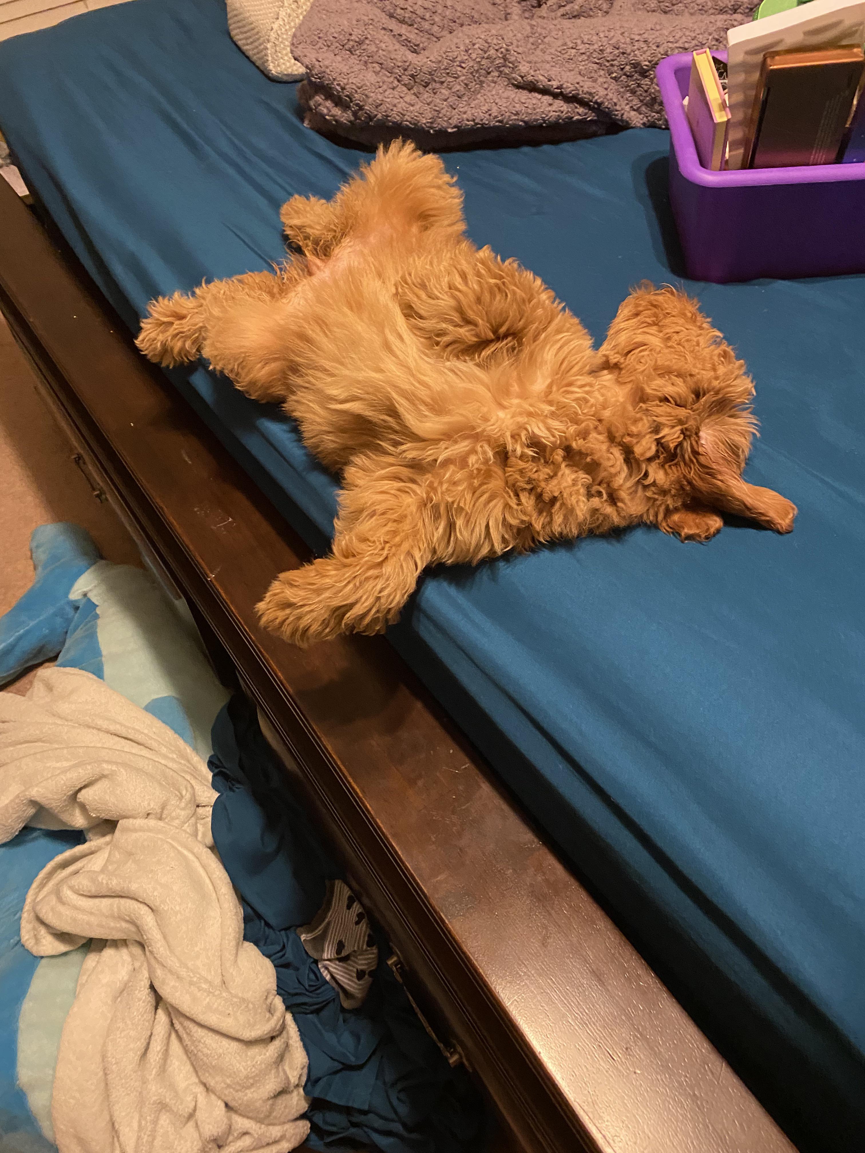 My new dog is a doofus. She rolled off the bed two seconds after this