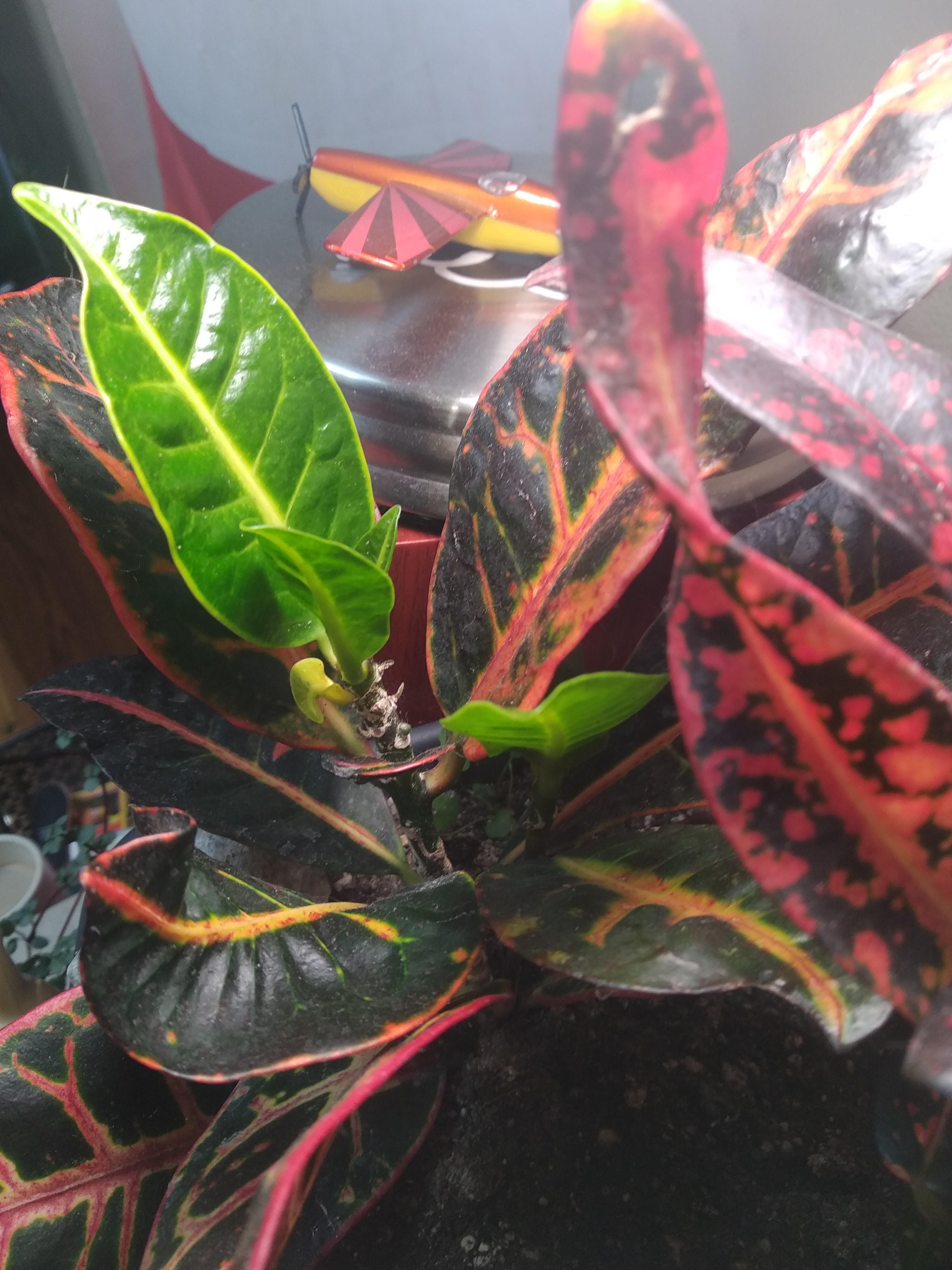 After two months of growing and dropping leaves, my Croton has finally