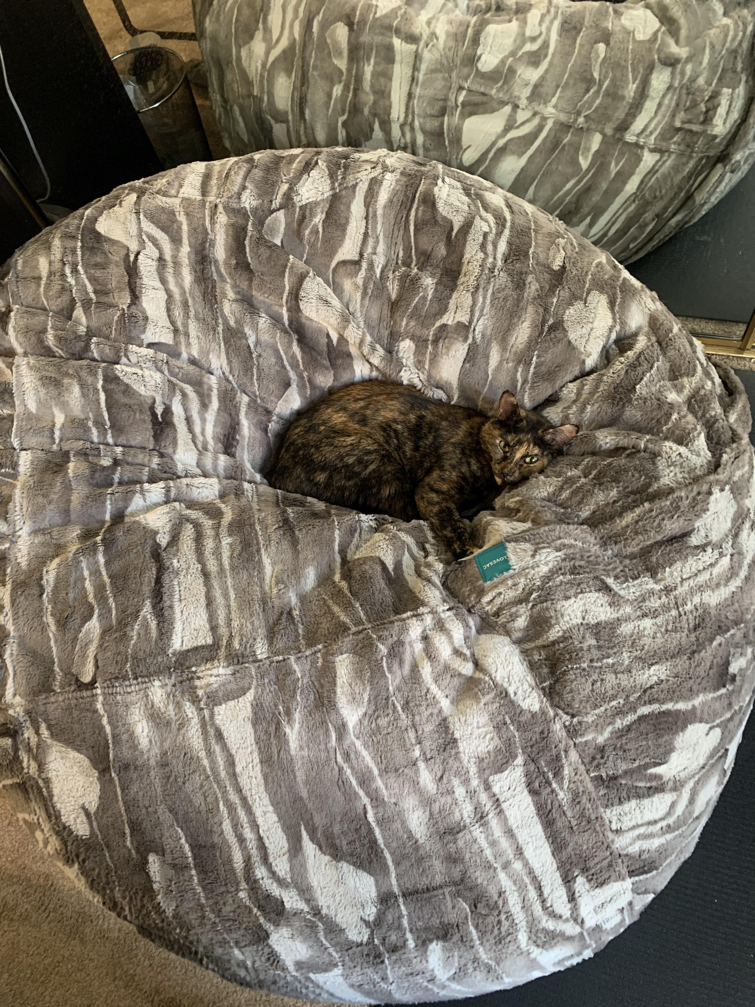 My baby decided our expensive love sac is her new bed. r/torties