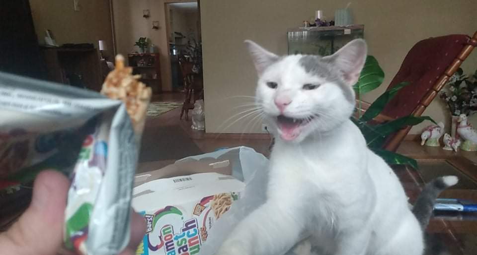 He Still Doesn't Understand That No, Cats Do Not Eat Rice Krispie Bars