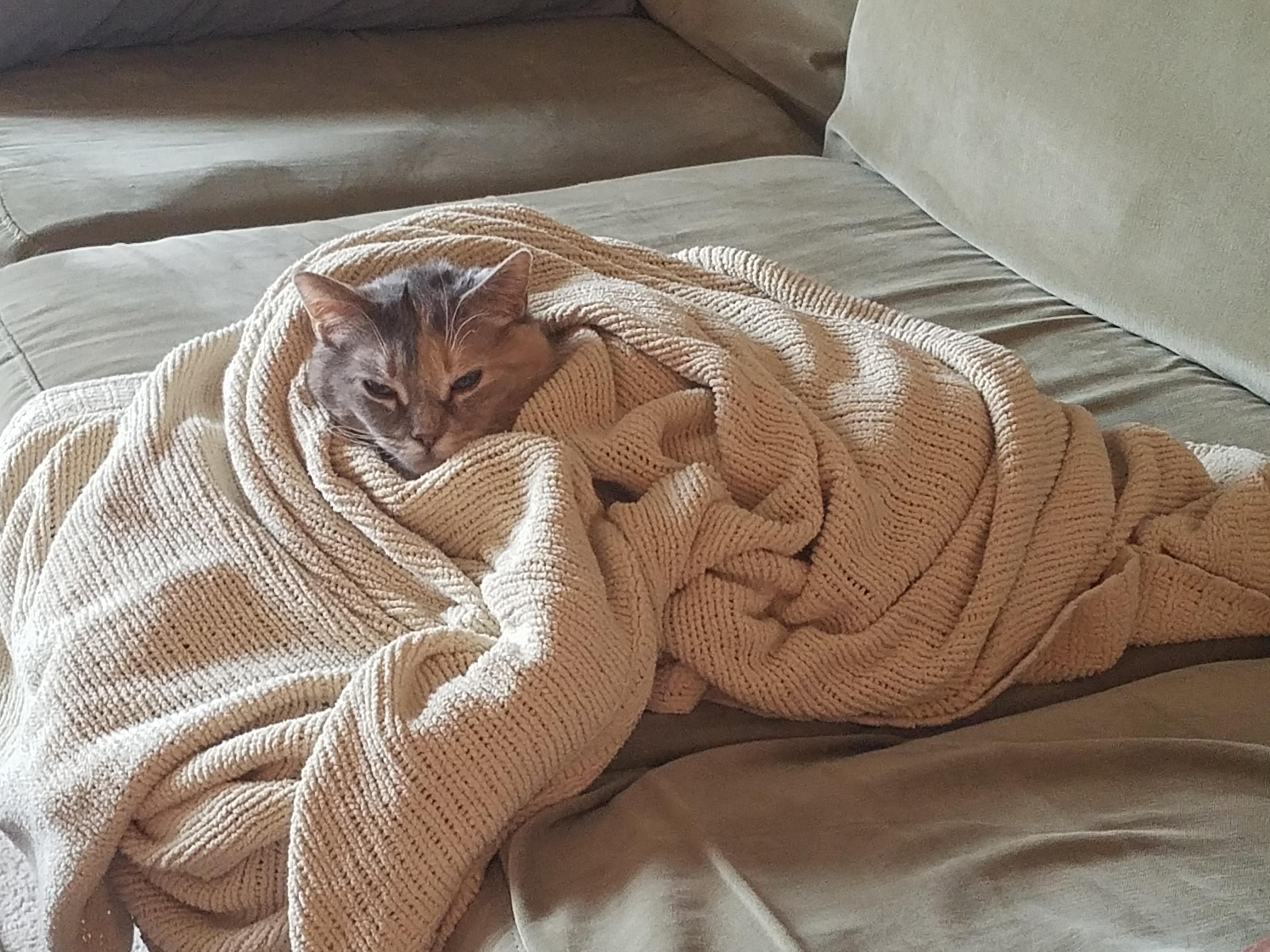 My feral cat around 10 years after hiding behind the couch for months