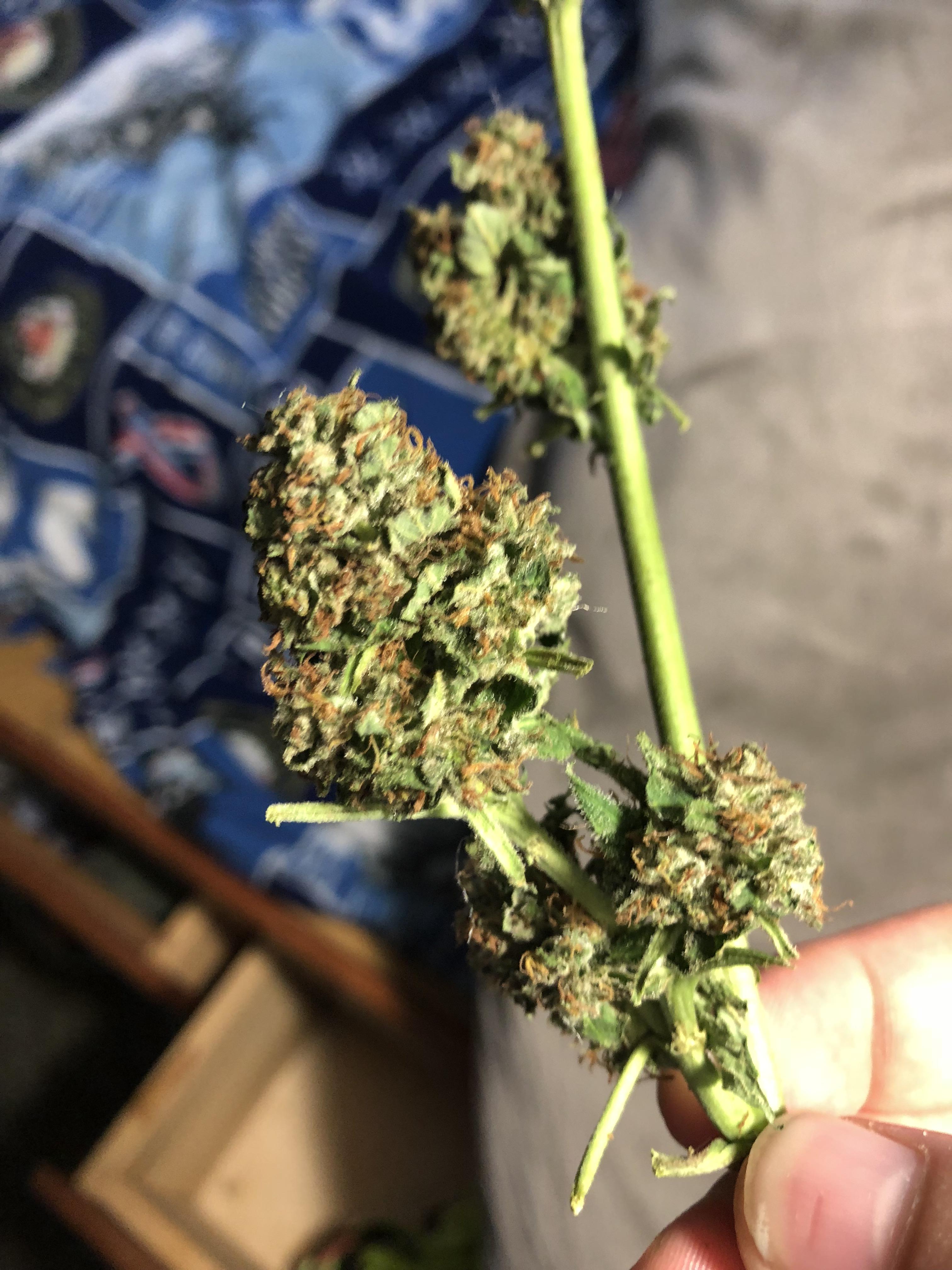 Rot started settling in so I pulled my plants. One of the drying buds. How’s it look? r