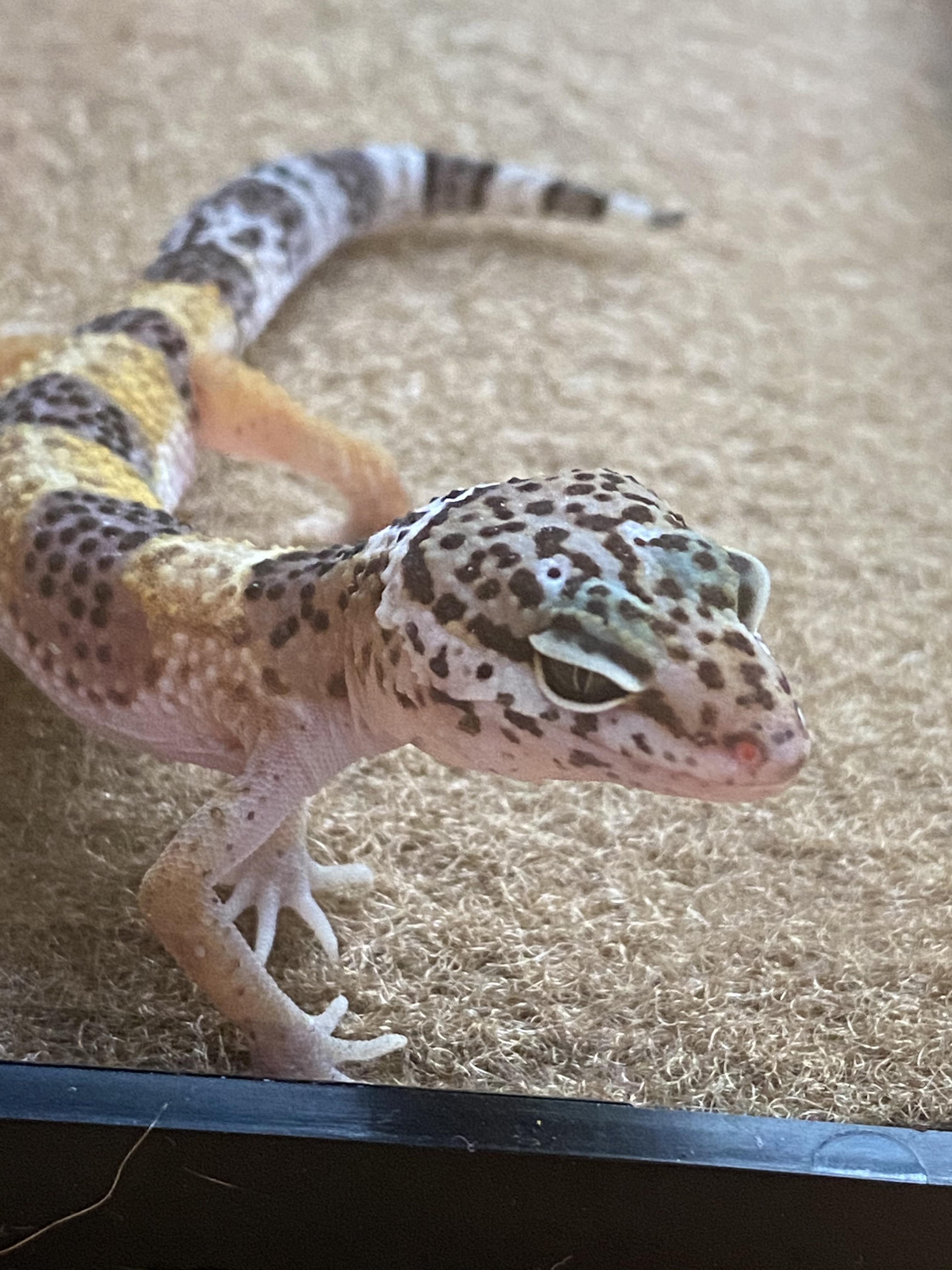 Adopted a baby leopard gecko from petco 2 days ago. I’ve done my research and am prepared to be