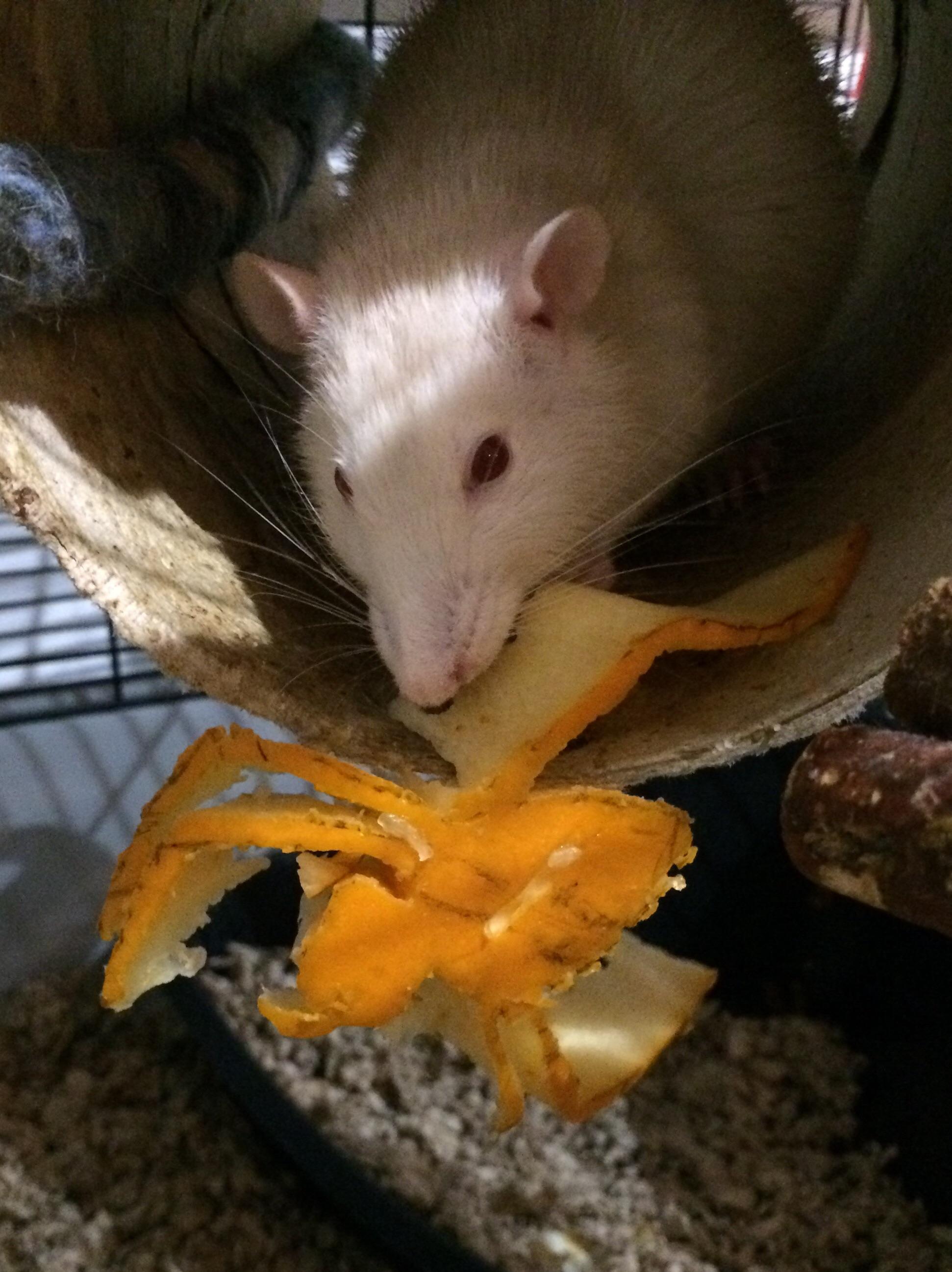 Wolfgang eating a spooky pumpkin spider r/RATS
