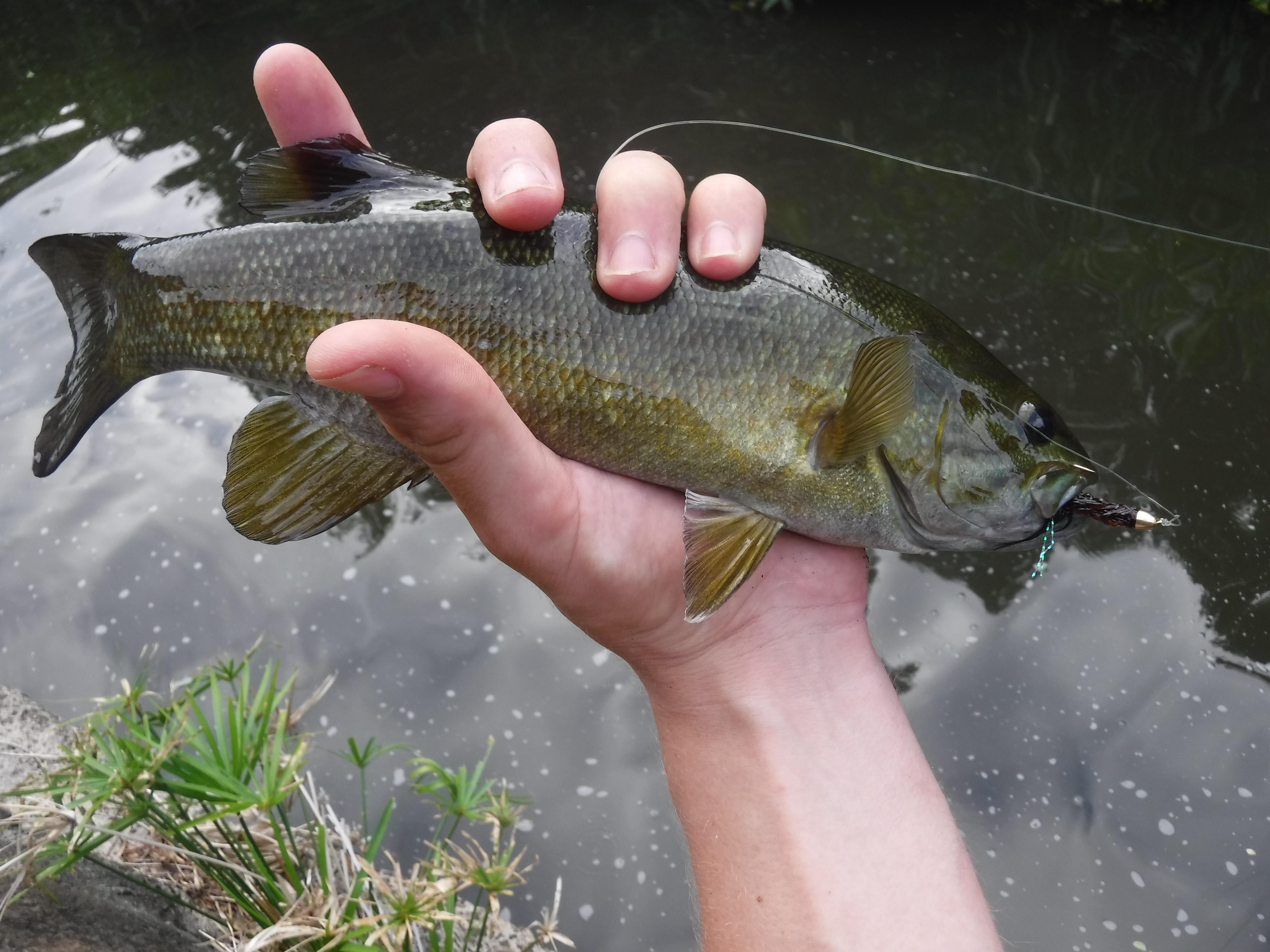 Hawaiian Ditch Pickles... Who knew? r/flyfishing