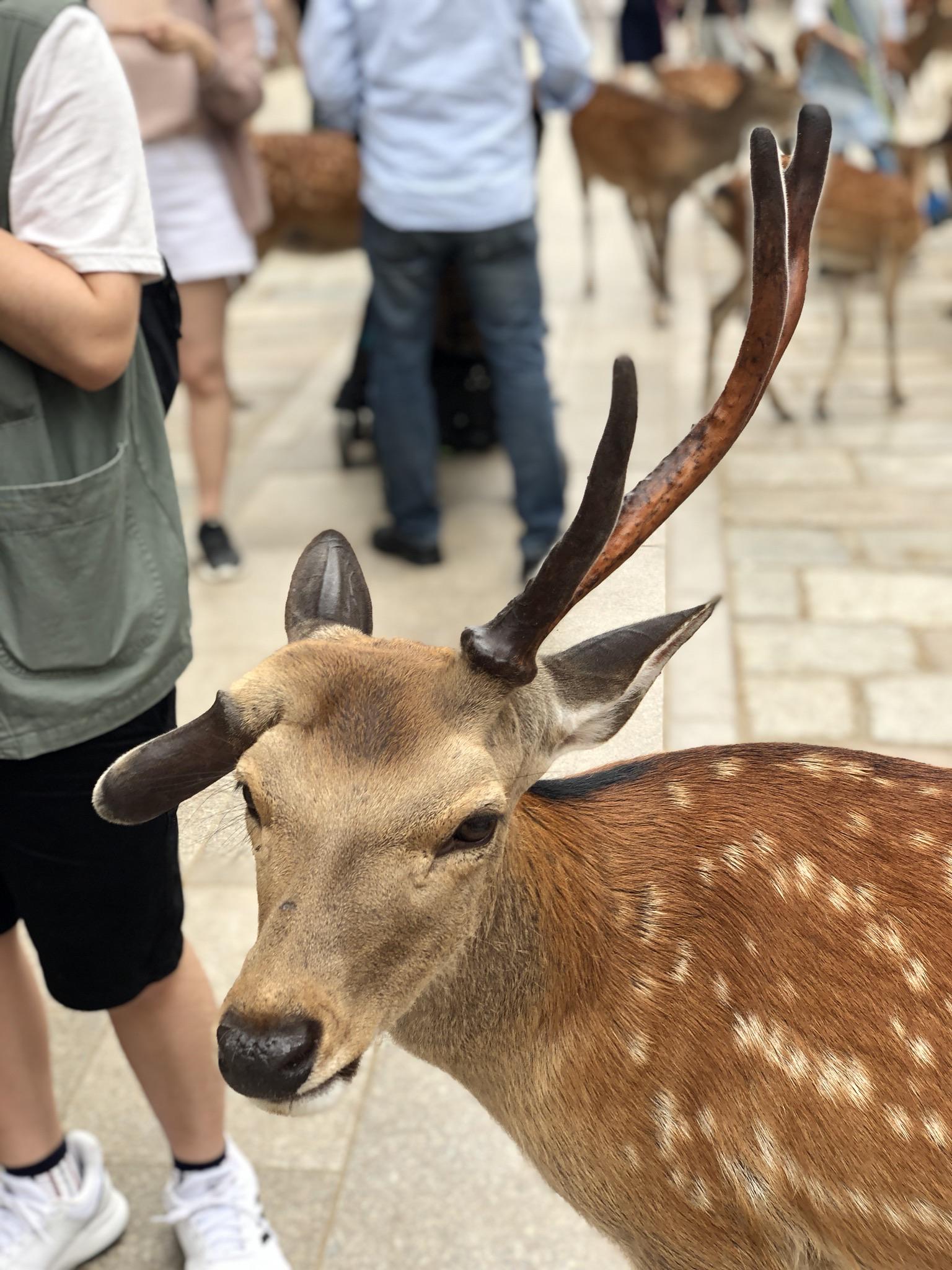 Nub and antler growing in opposite directions r/mildlyinteresting