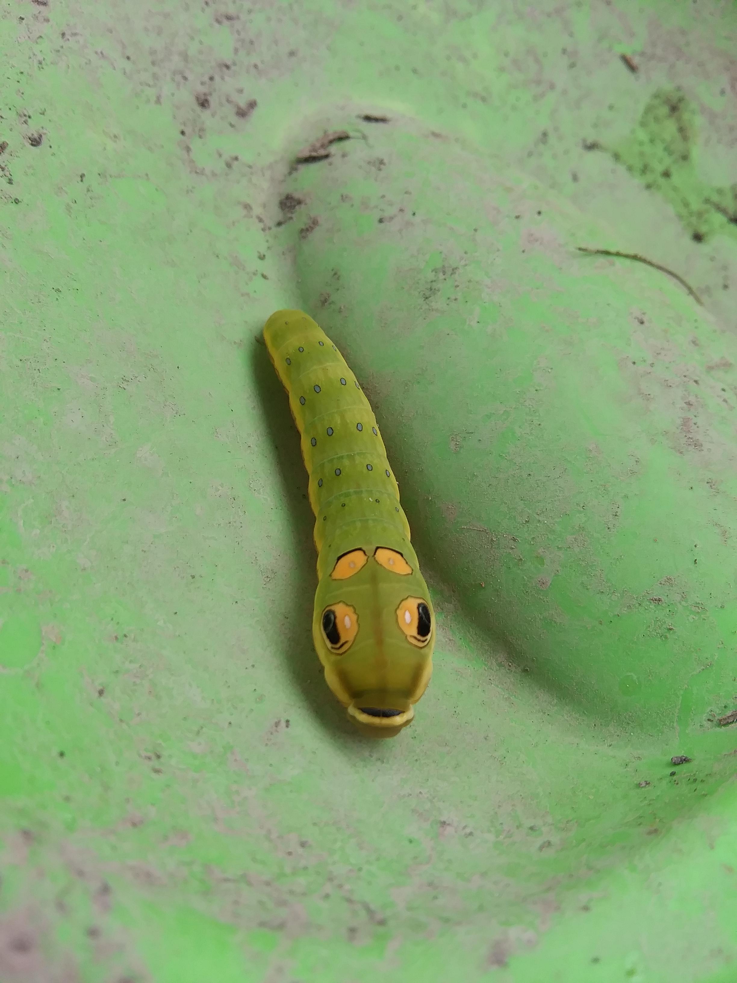 This cheerful looking caterpillar found in Southwest Virginia, US r