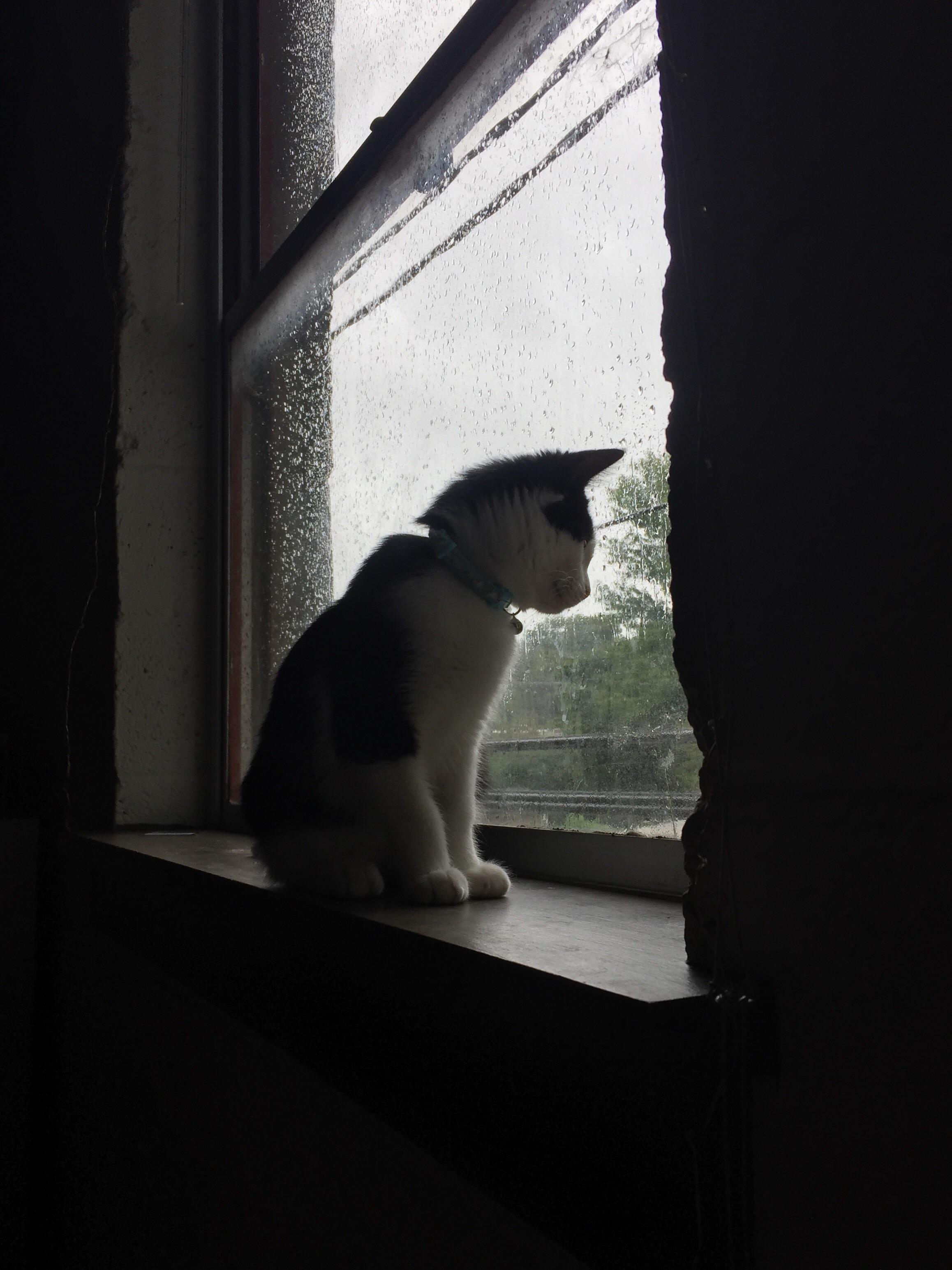 My cat watching the rain r/raining