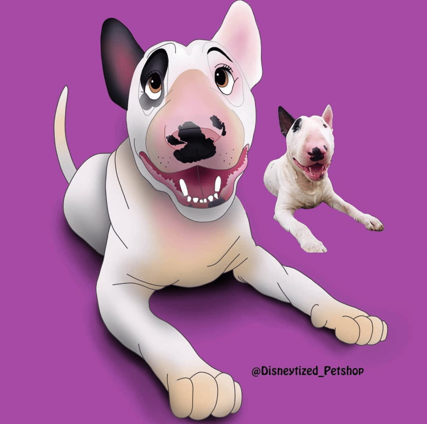 3269 best Bull Terrier images on Pholder Bull Terrier, Aww and Pitbulls