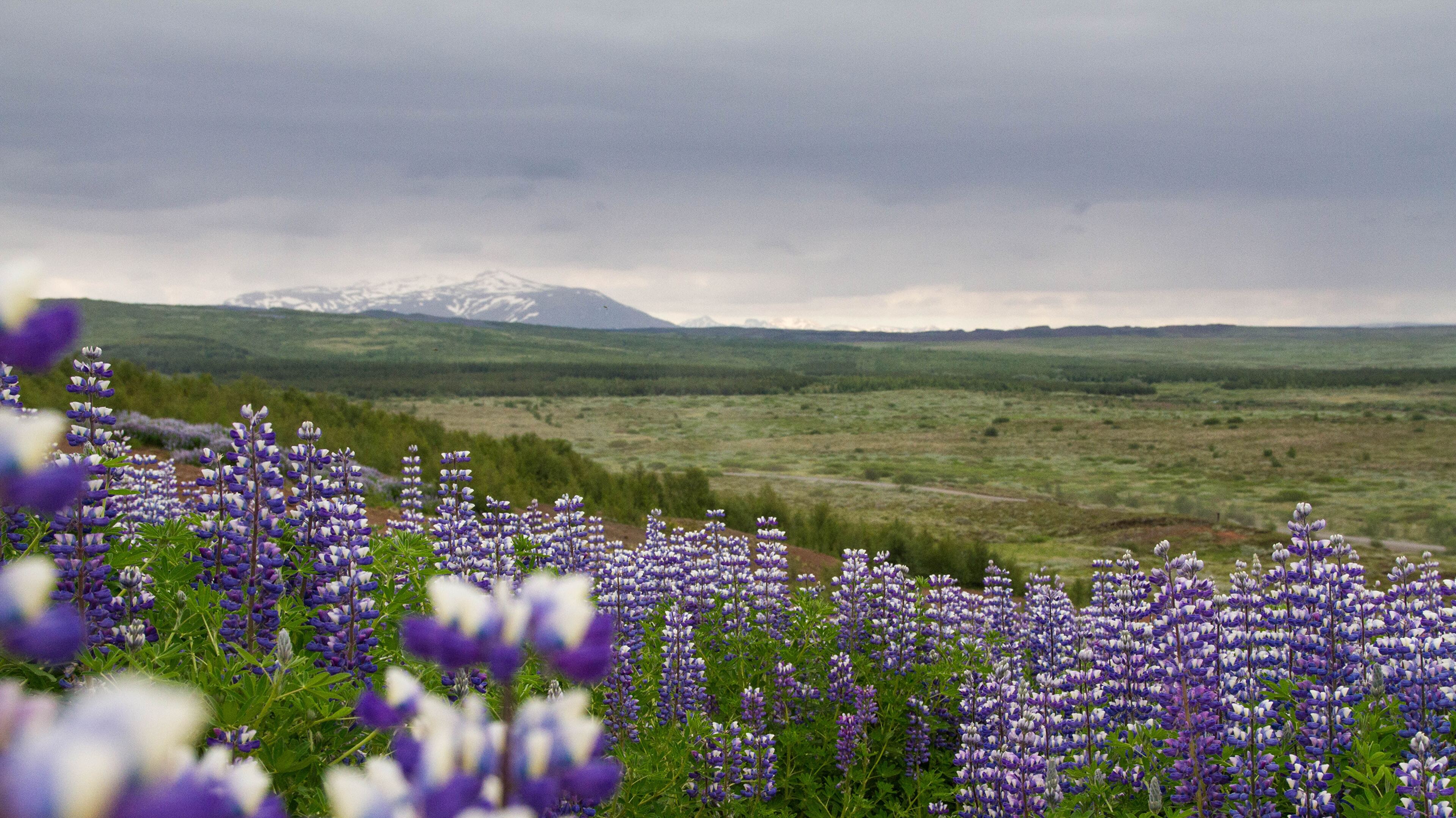 Wildflowers Geysir, Iceland (Photo credit to Anais Kowalczyk) [3840 x