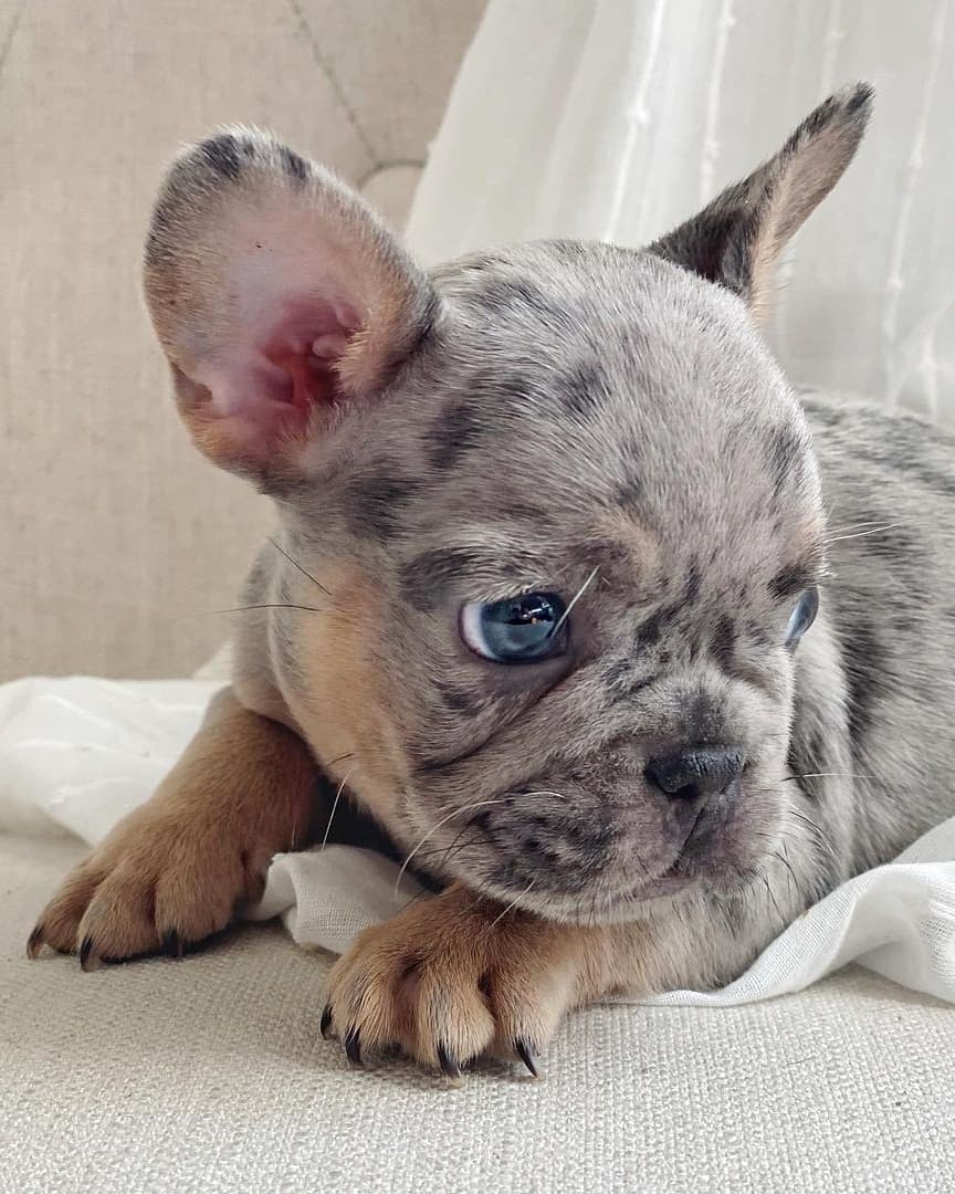 Blue French Bulldog Puppies Blue Eyes