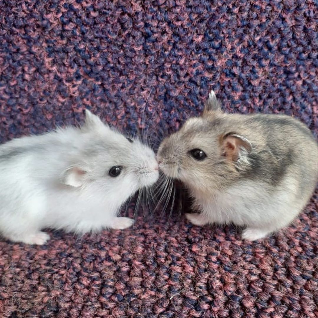 Hamster Kisses r/WholesomeAsHeck