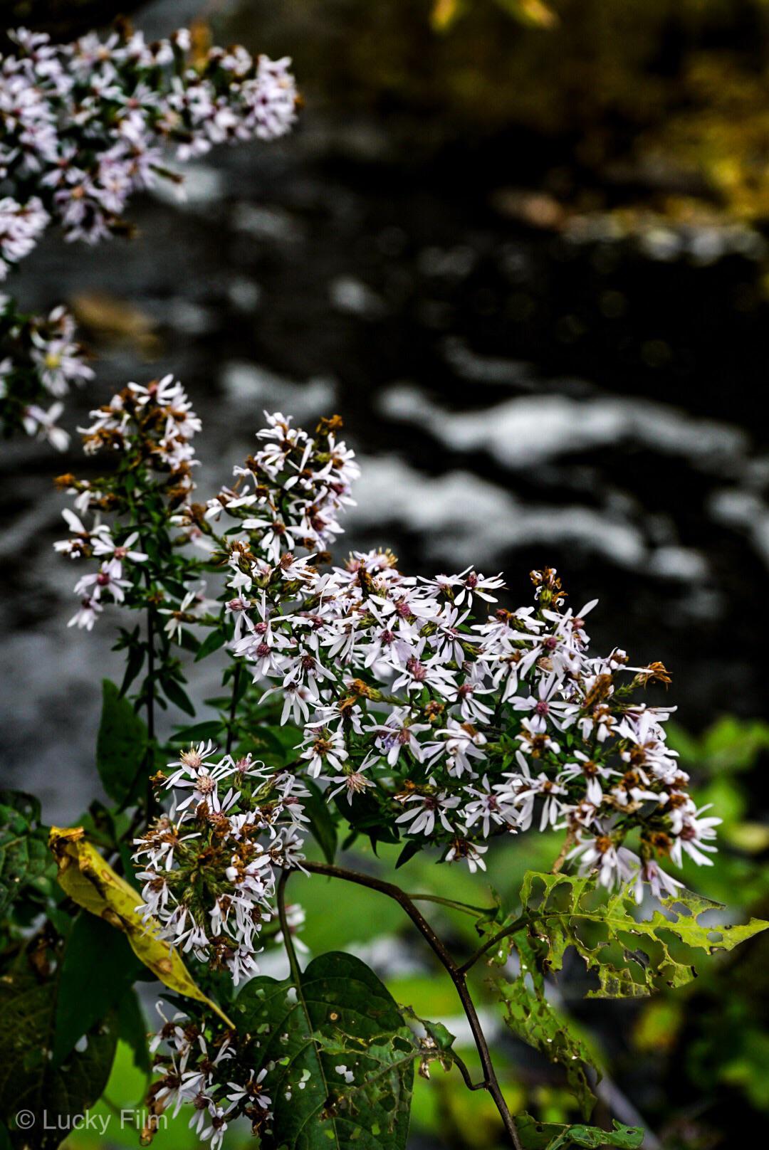 Corinna, Maine USA. Species? r/flower