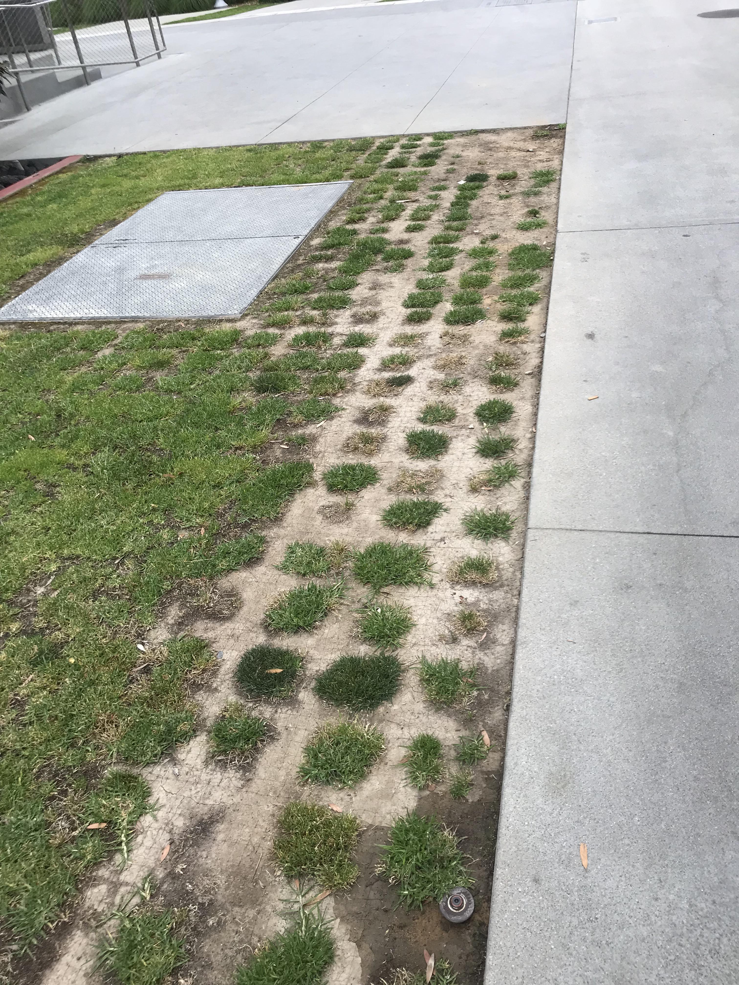 Stardew grass seed starter IRL r/StardewValley