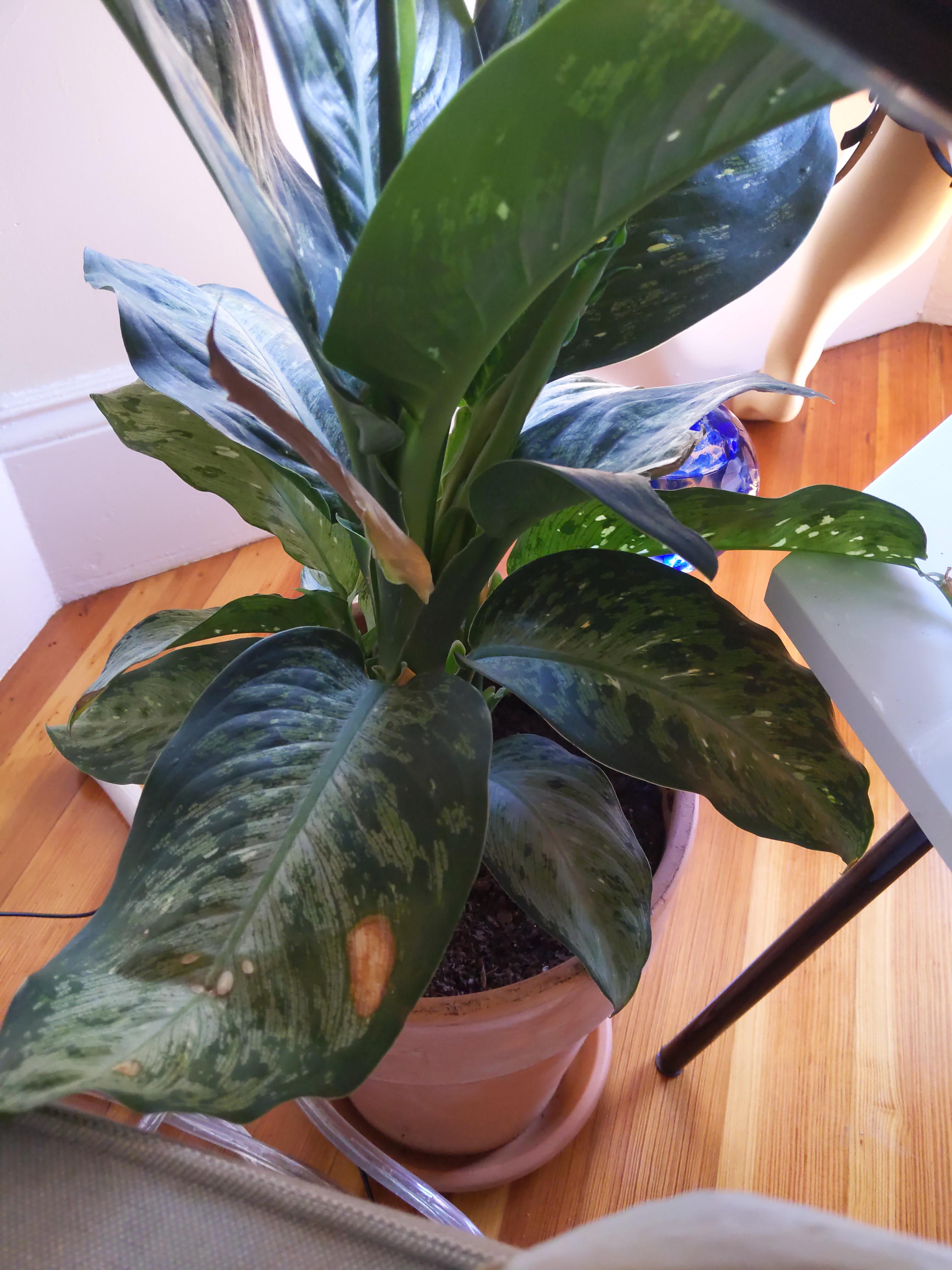 What is wrong with my Dumb Cane? It's facing the northeast windows