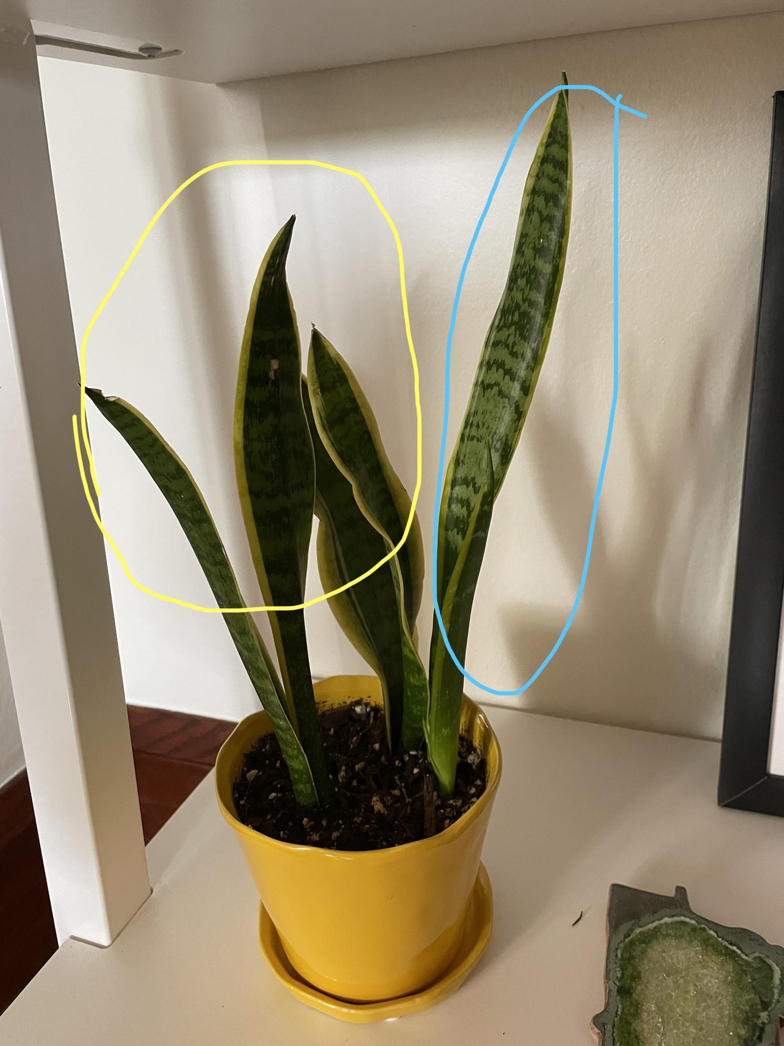 Why is only part of my snake plant growing? The 2 leaves (blue) were