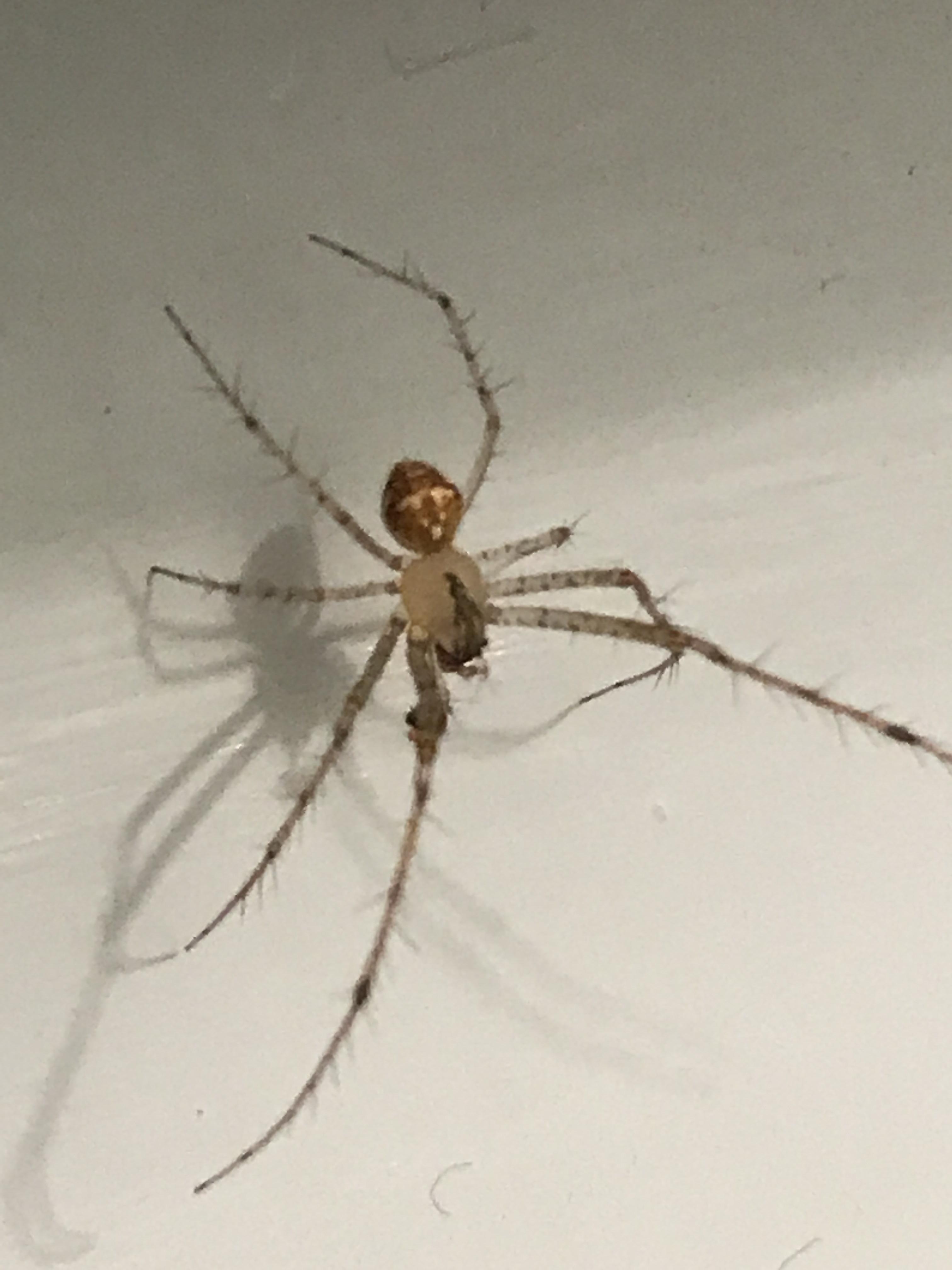 Greenbelt, MD ID Request Who is this living with me? r/spiders