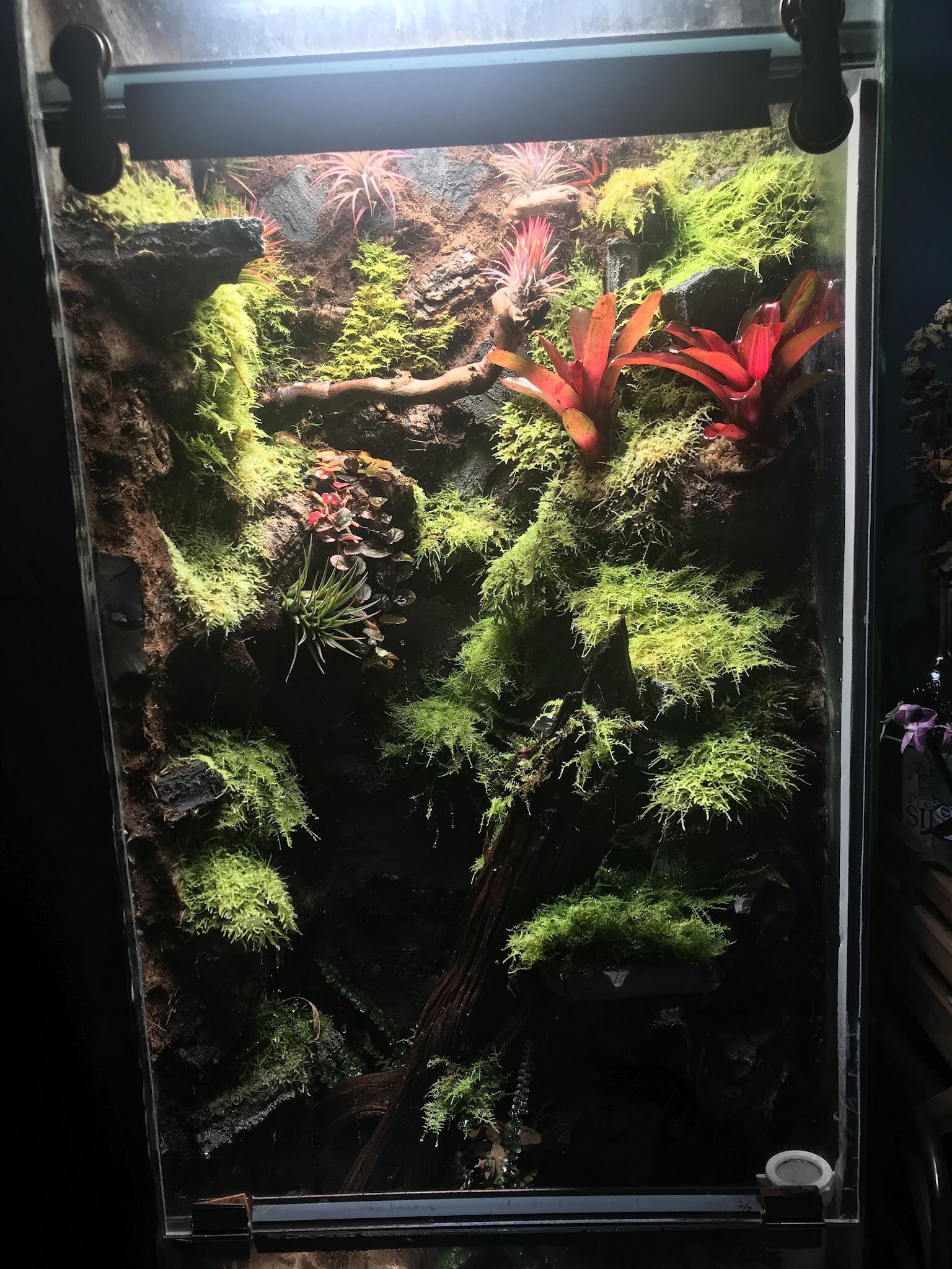 First vivarium, a little less than three months in. Have four tincs