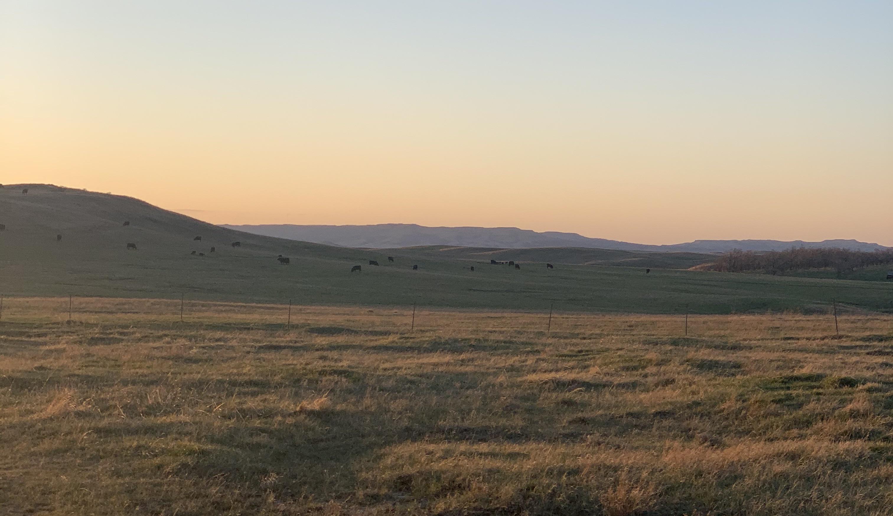 153 best Killdeer images on Pholder Birdpics, Birding and Aww