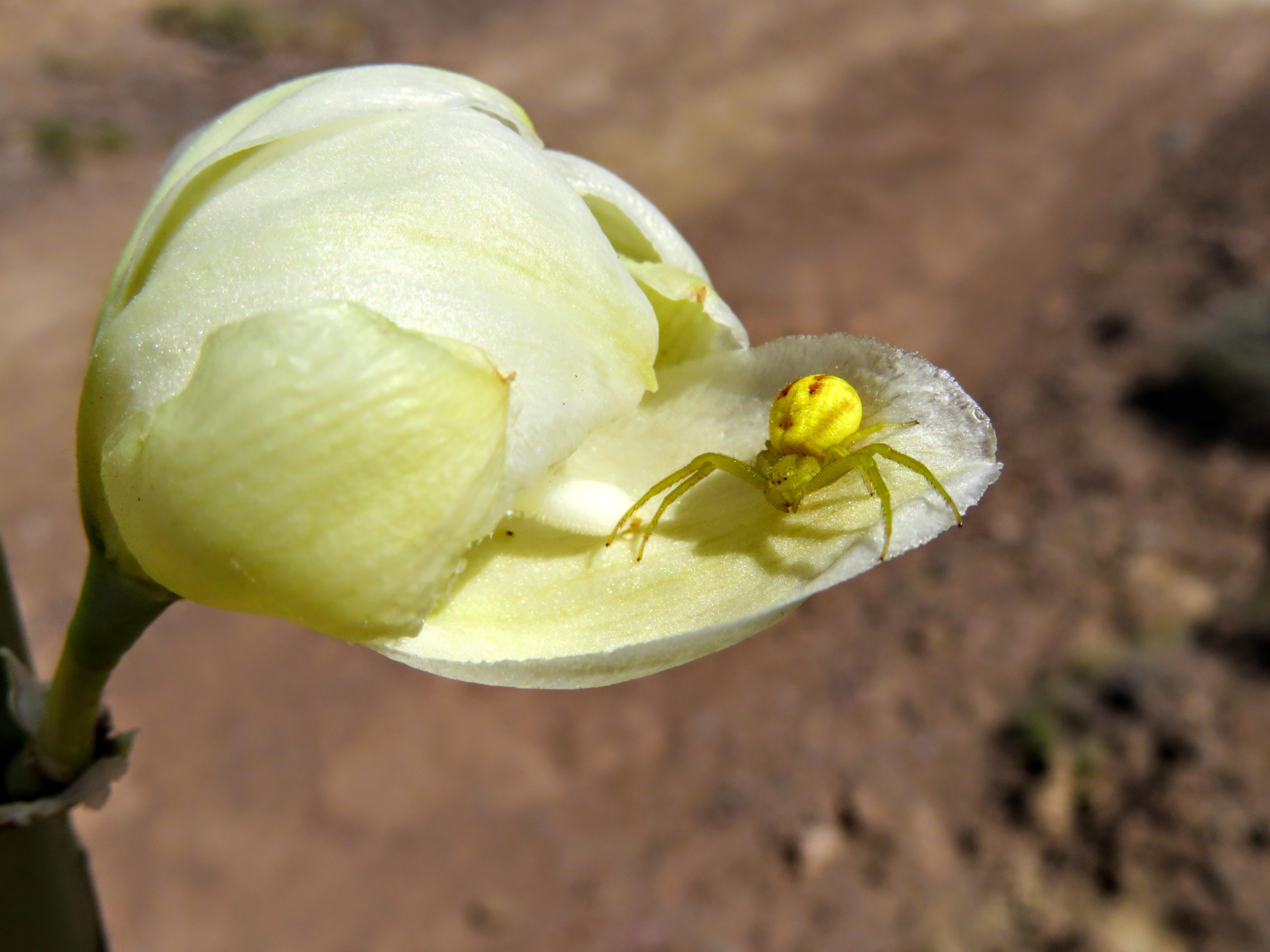 Found this little guy in a yucca flower in New Mexico. Anyone know the