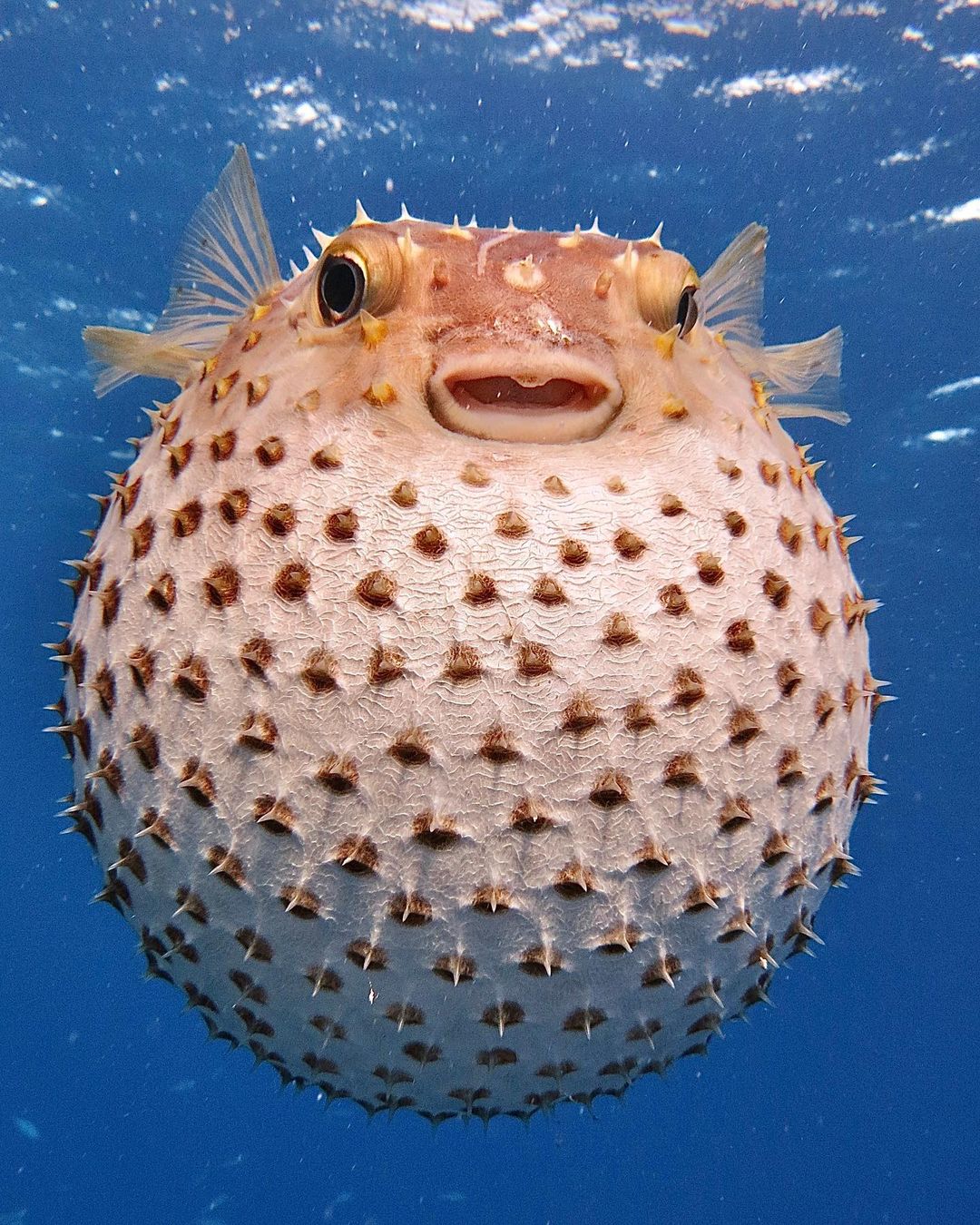The spotbase burrfish is a species of porcupine fish found in coastal