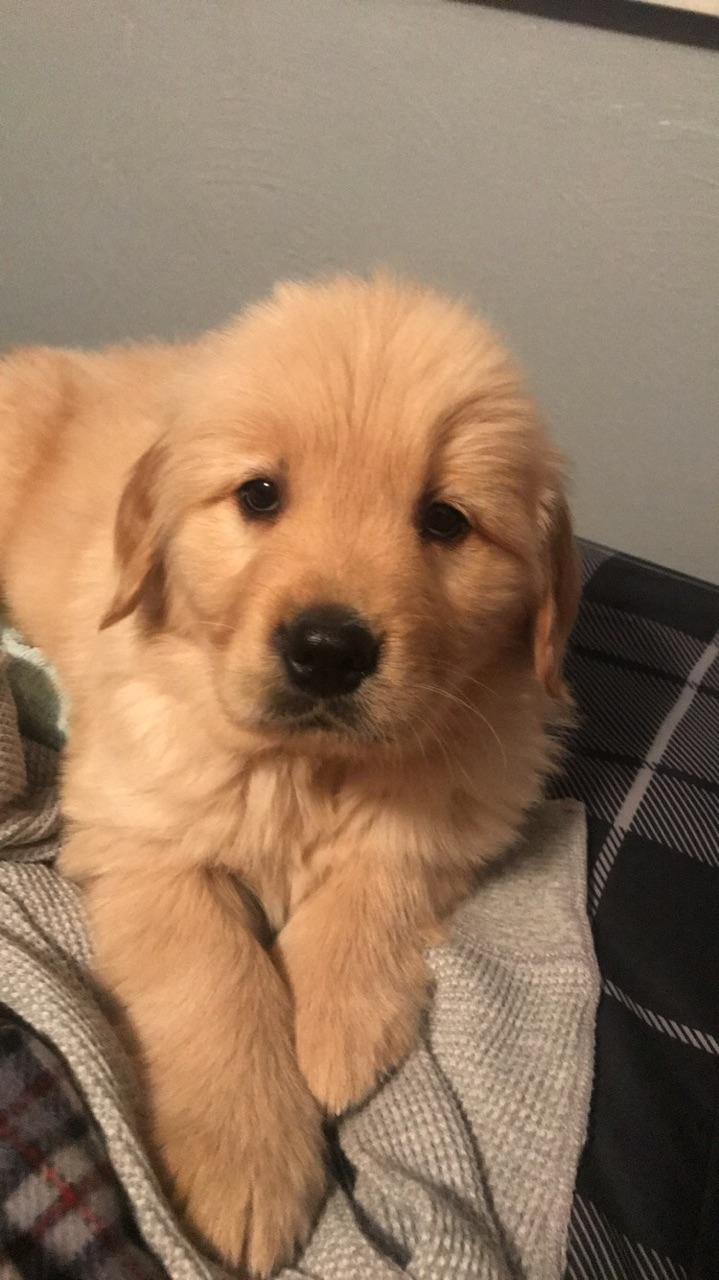 Reddit, meet Simba! r/aww