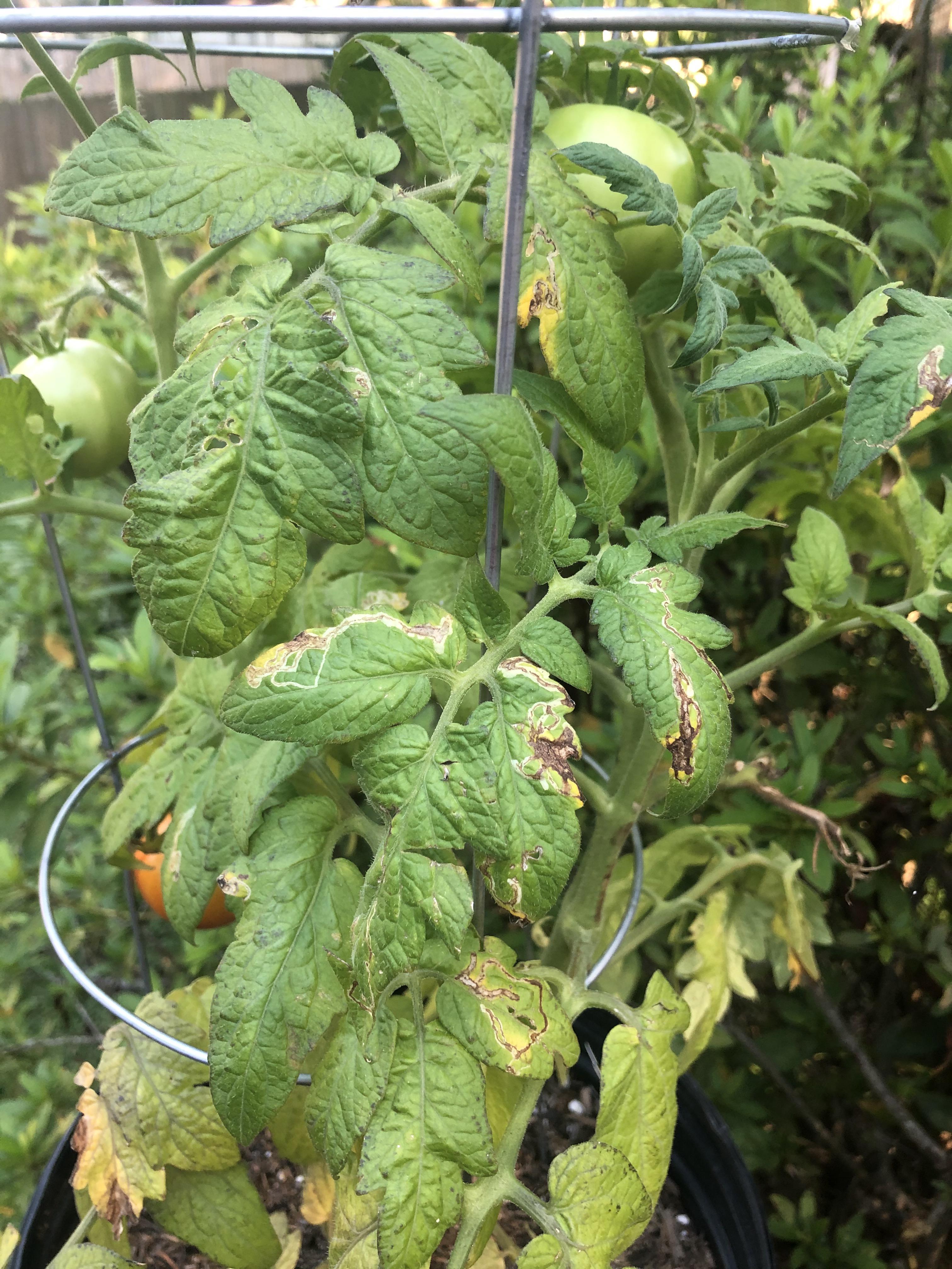 Can someone troubleshoot my tomato plant? Is this normal for the leaves