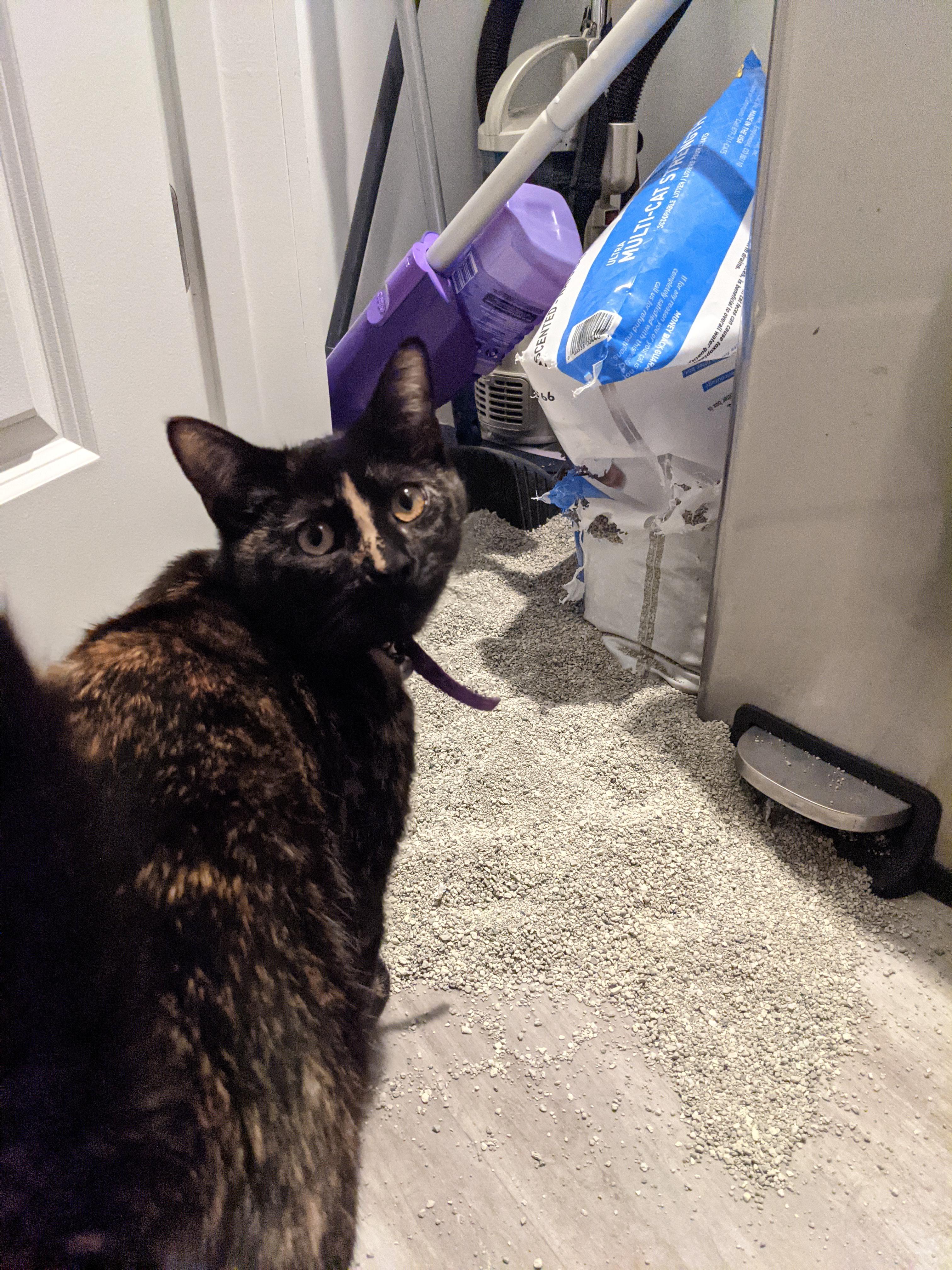 So you didn't buy this 40lb bag of kitty litter for me to play in?! r