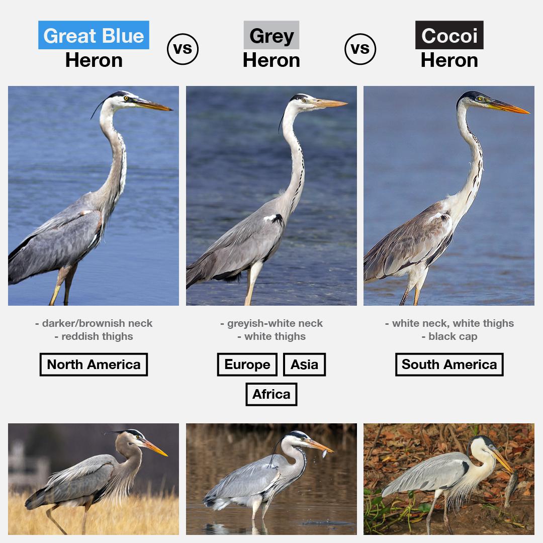 Great Blue vs. Grey vs. Cocoi Heron (Bird ID Guide) r/whatsthisbird