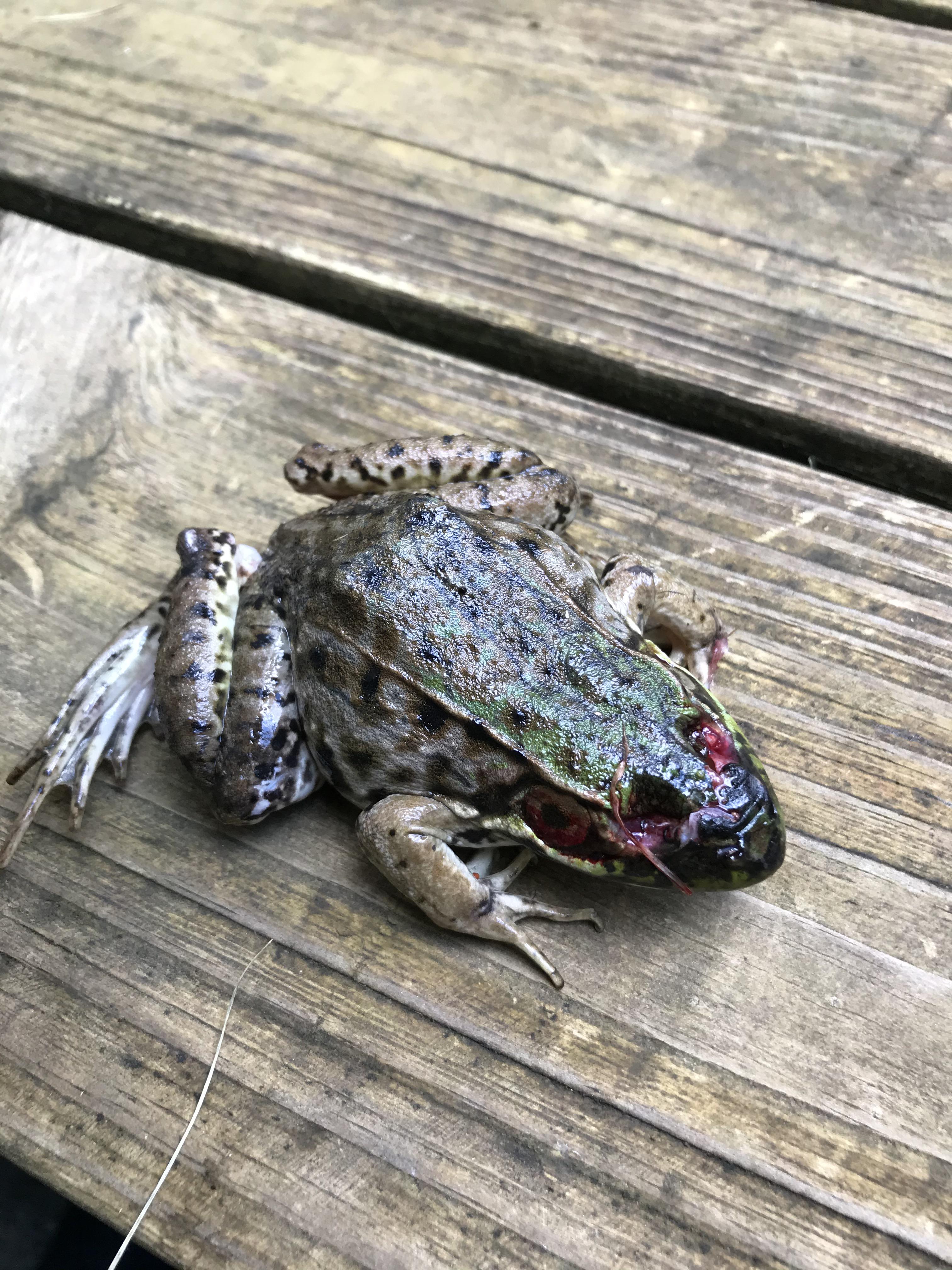 Frog, that's had its eyeballs plucked out by what I assume was some
